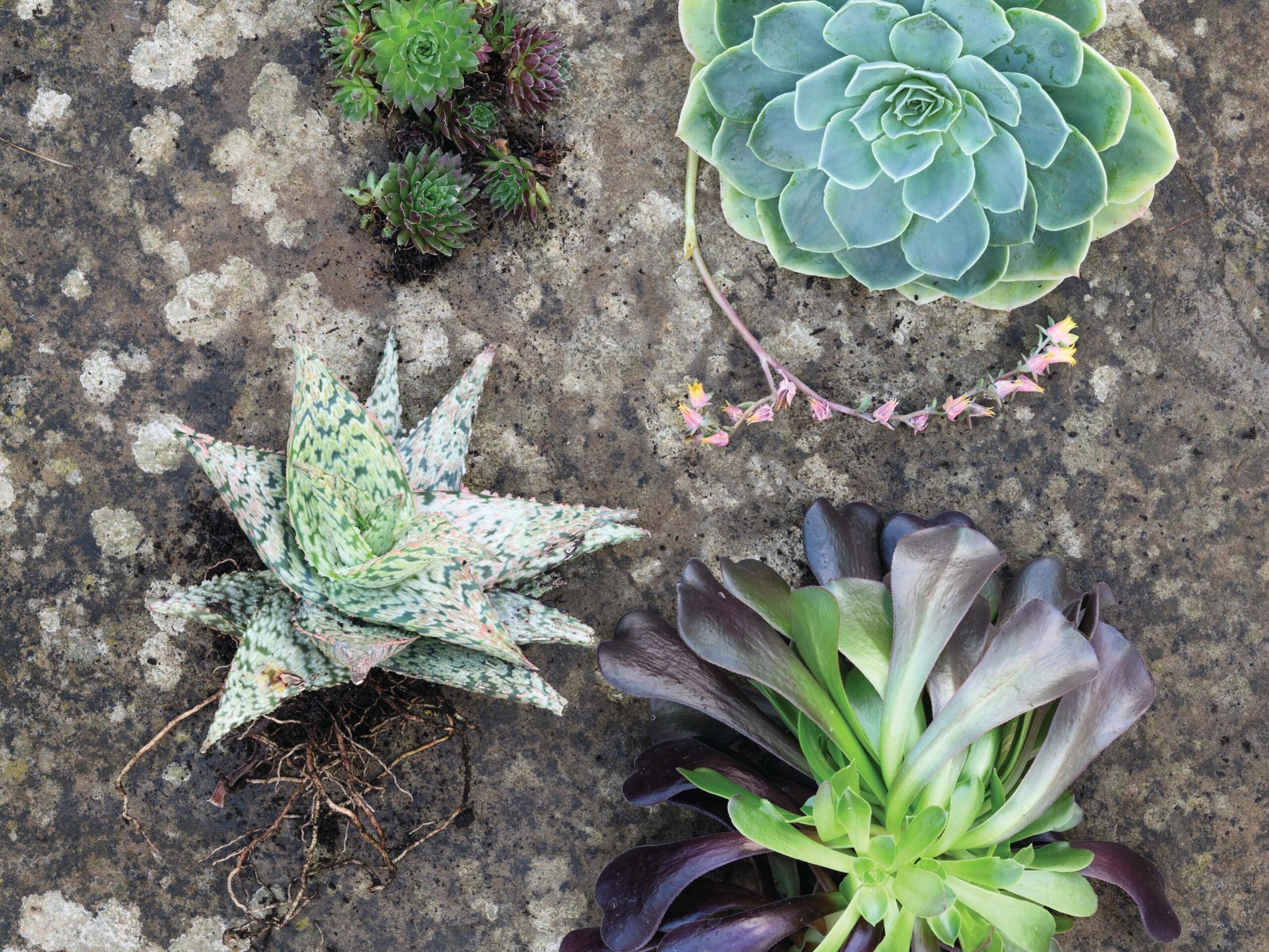 Jo Thompson's pots of style using succulents