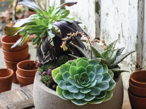 Jo Thompson's pots of style using succulents Jo Thompson's pots of style using succulents