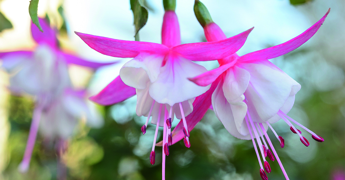 Hardy fuchsia: Fuchsia ‘Alice Hoffman’