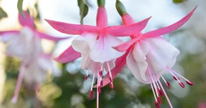 Fuchsia ‘Alice Hoffman’ © Jason Ingram Hardy fuchsia: Fuchsia ‘Alice Hoffman’