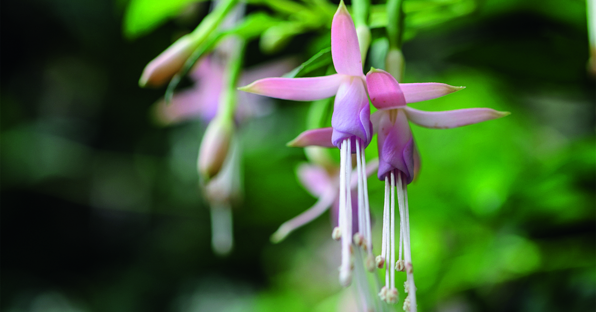 Hardy fuchsia: Fuchsia magellanica var. molinae