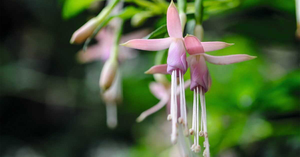 Hardy fuchsia: Fuchsia magellanica var. molinae