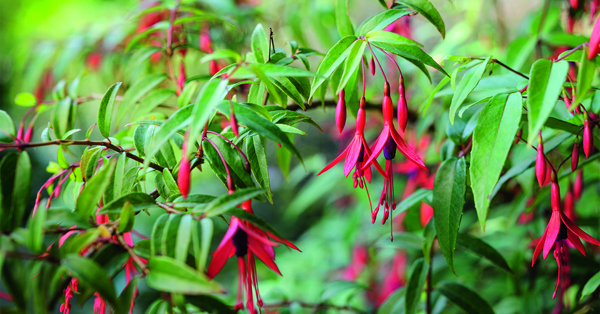 Hardy fuchsia: Fuchsia hatschbachii