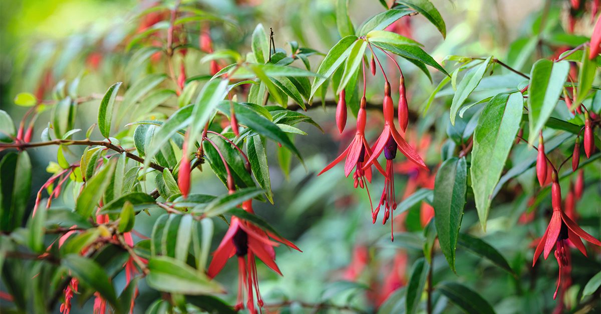 Hardy fuchsia: Fuchsia hatschbachii