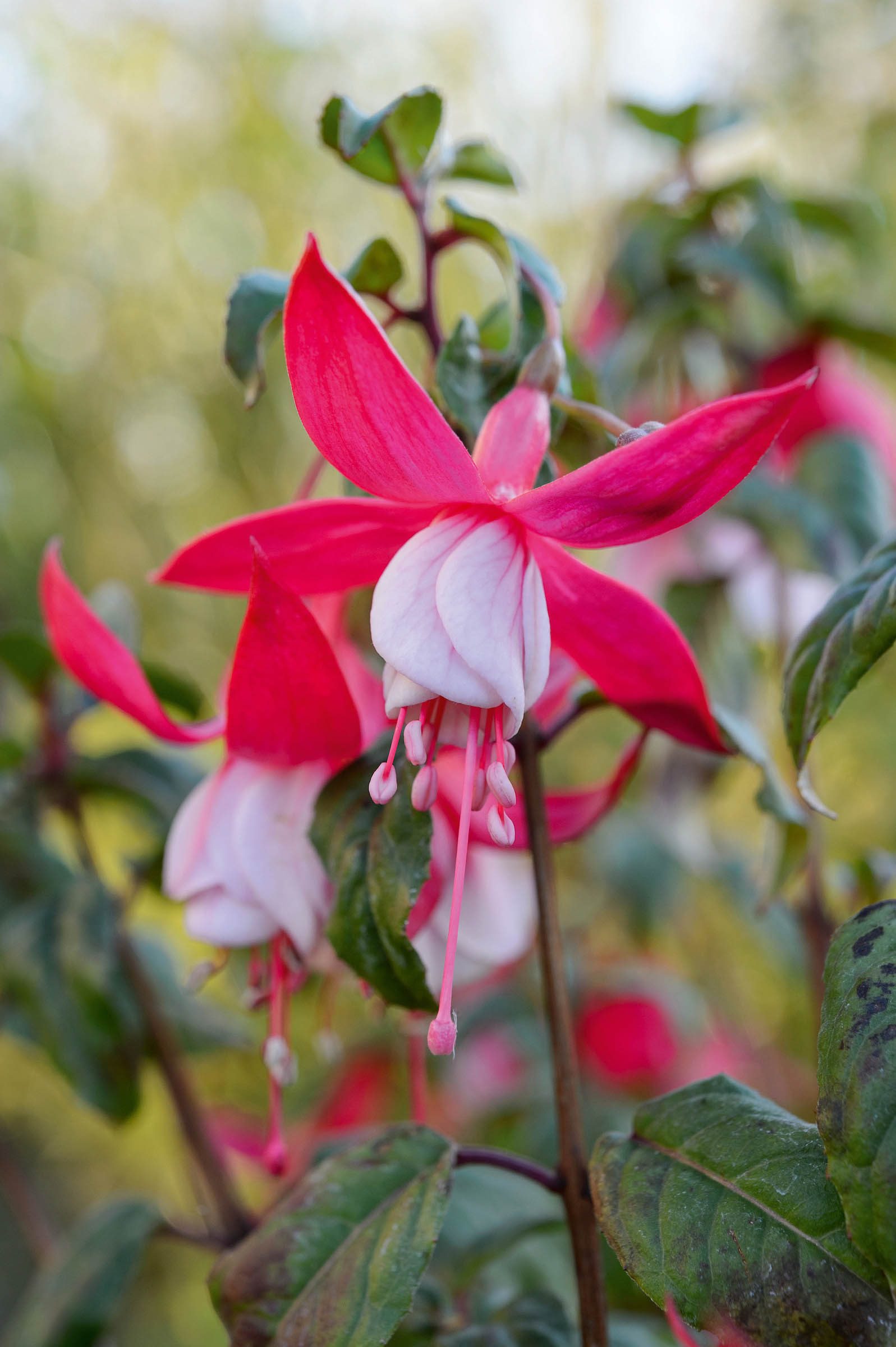 Fuchsia 'Prosperity'