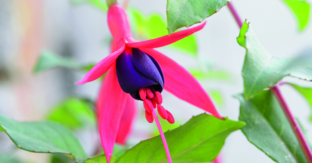 Hardy fuchsia: Fuchsia ‘Mrs Popple’
