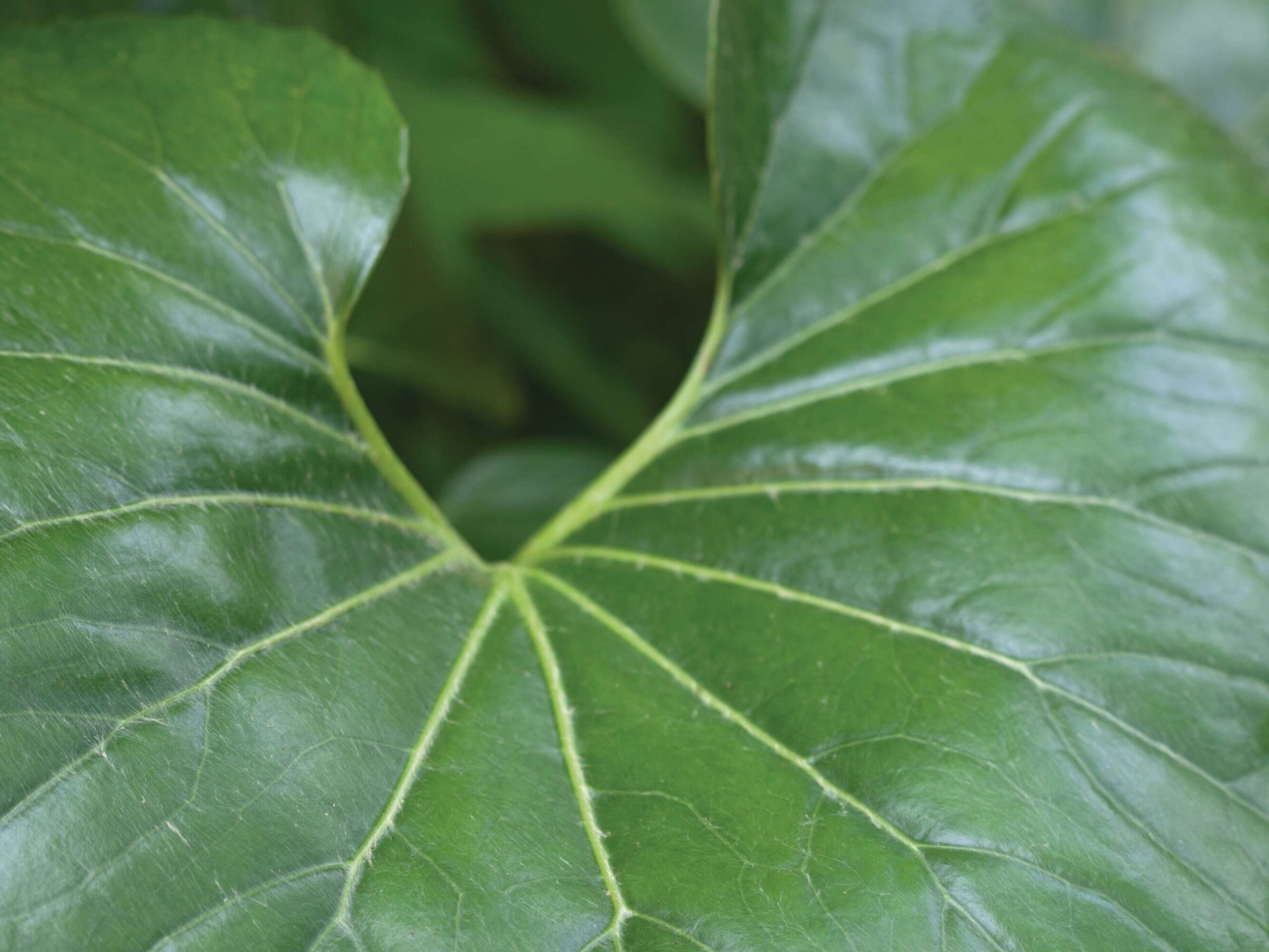 arfugium japonicum