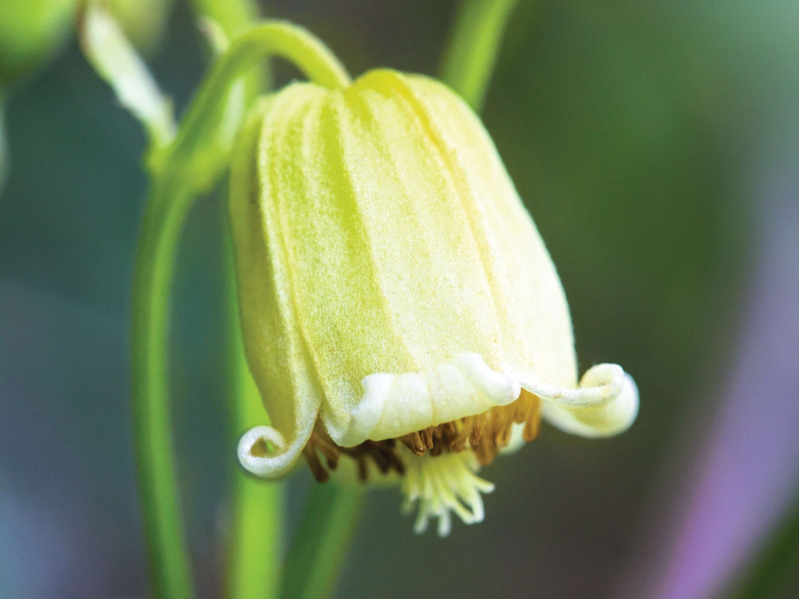 Clematis rehderiana