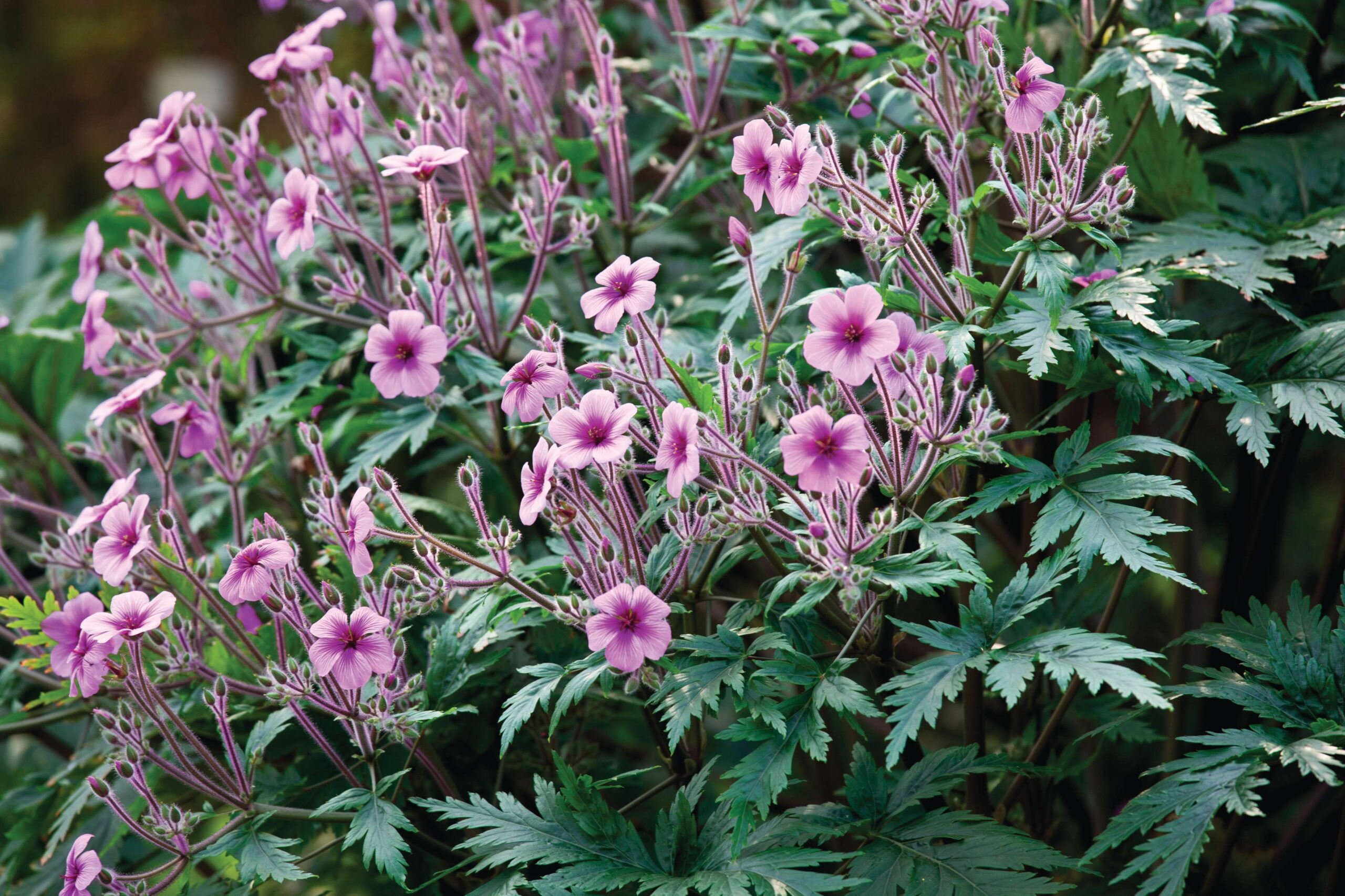 Geranium maderense