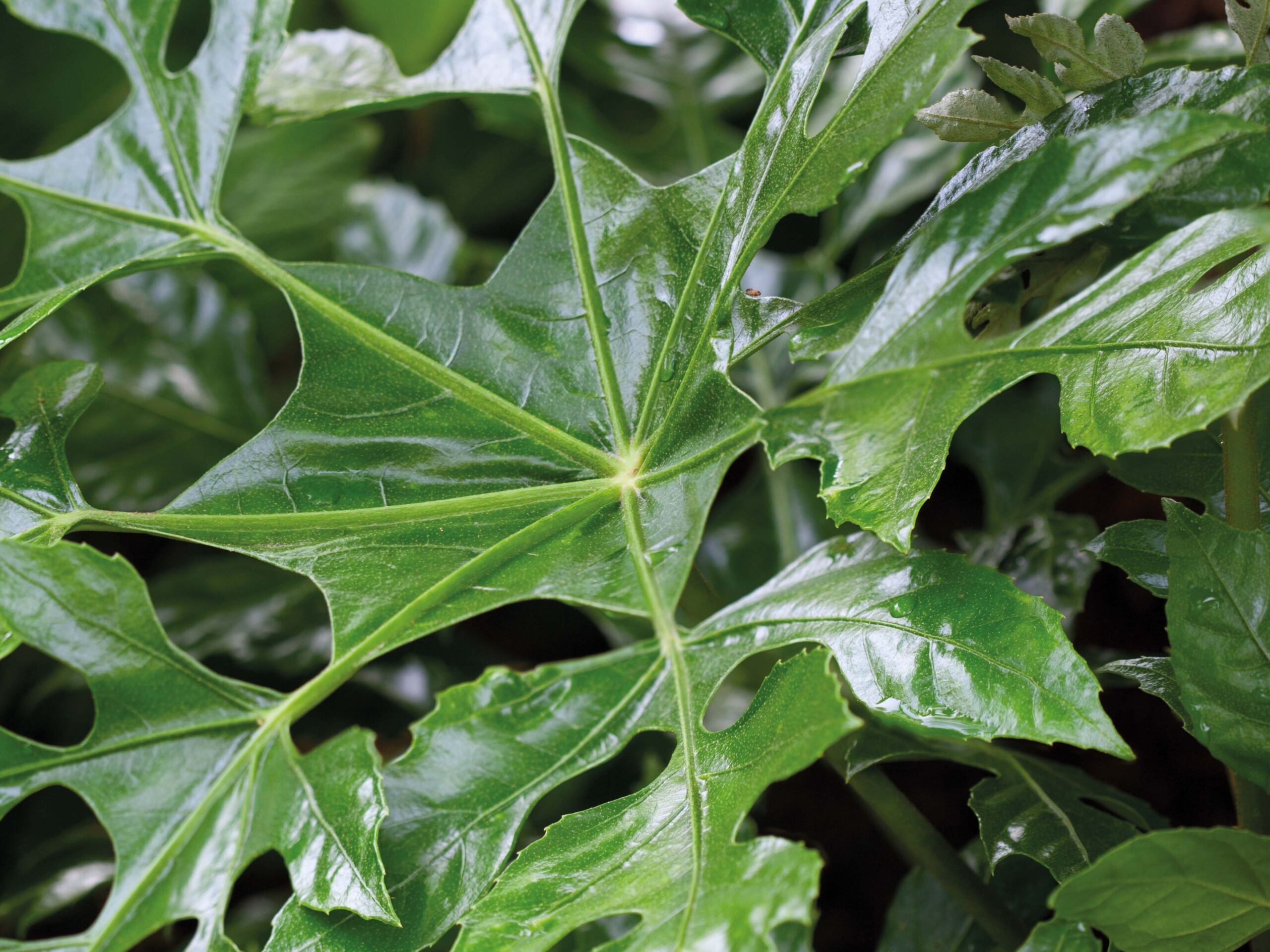 Trevesia palmata