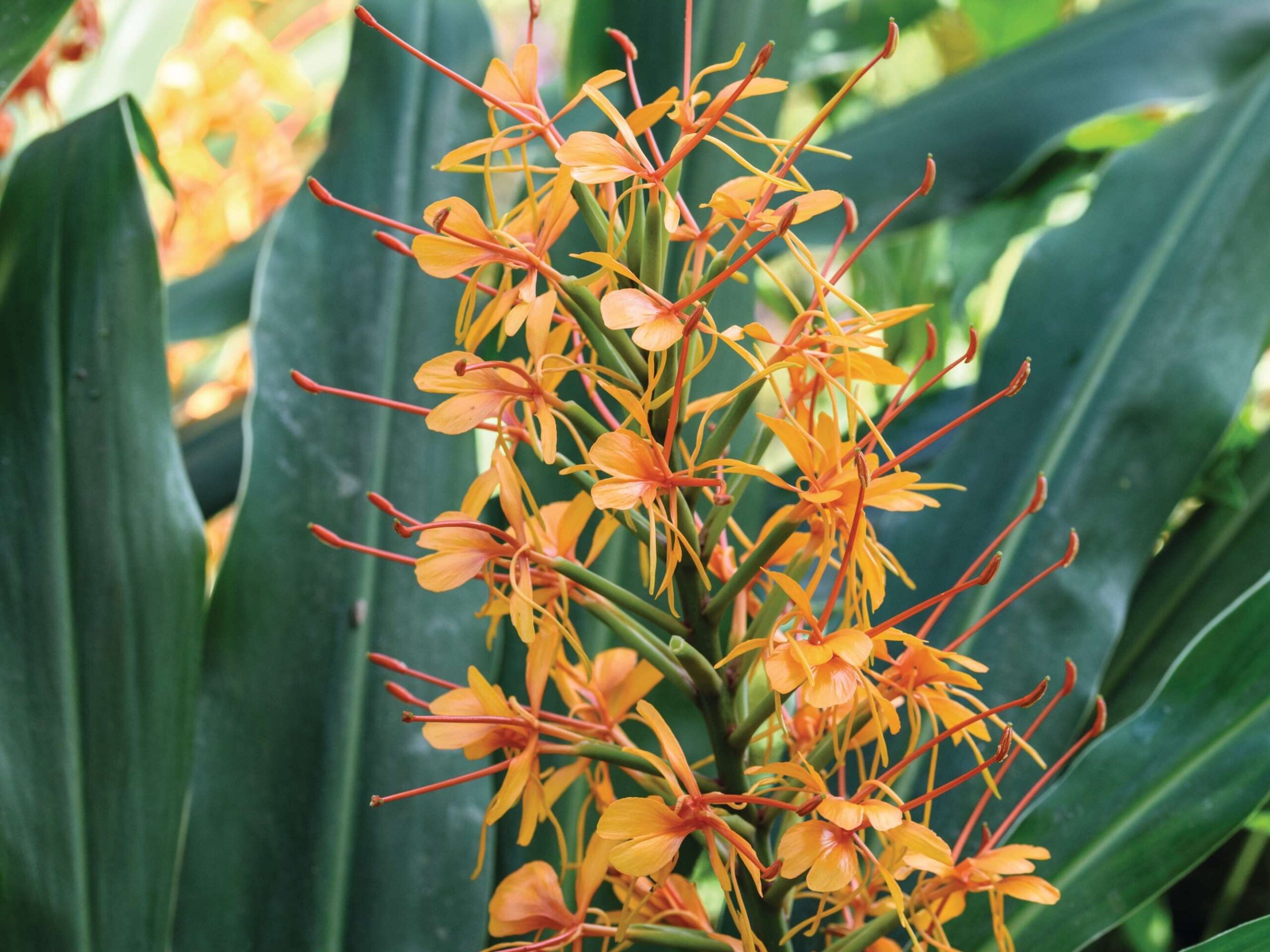 Hedychium ‘Tara’