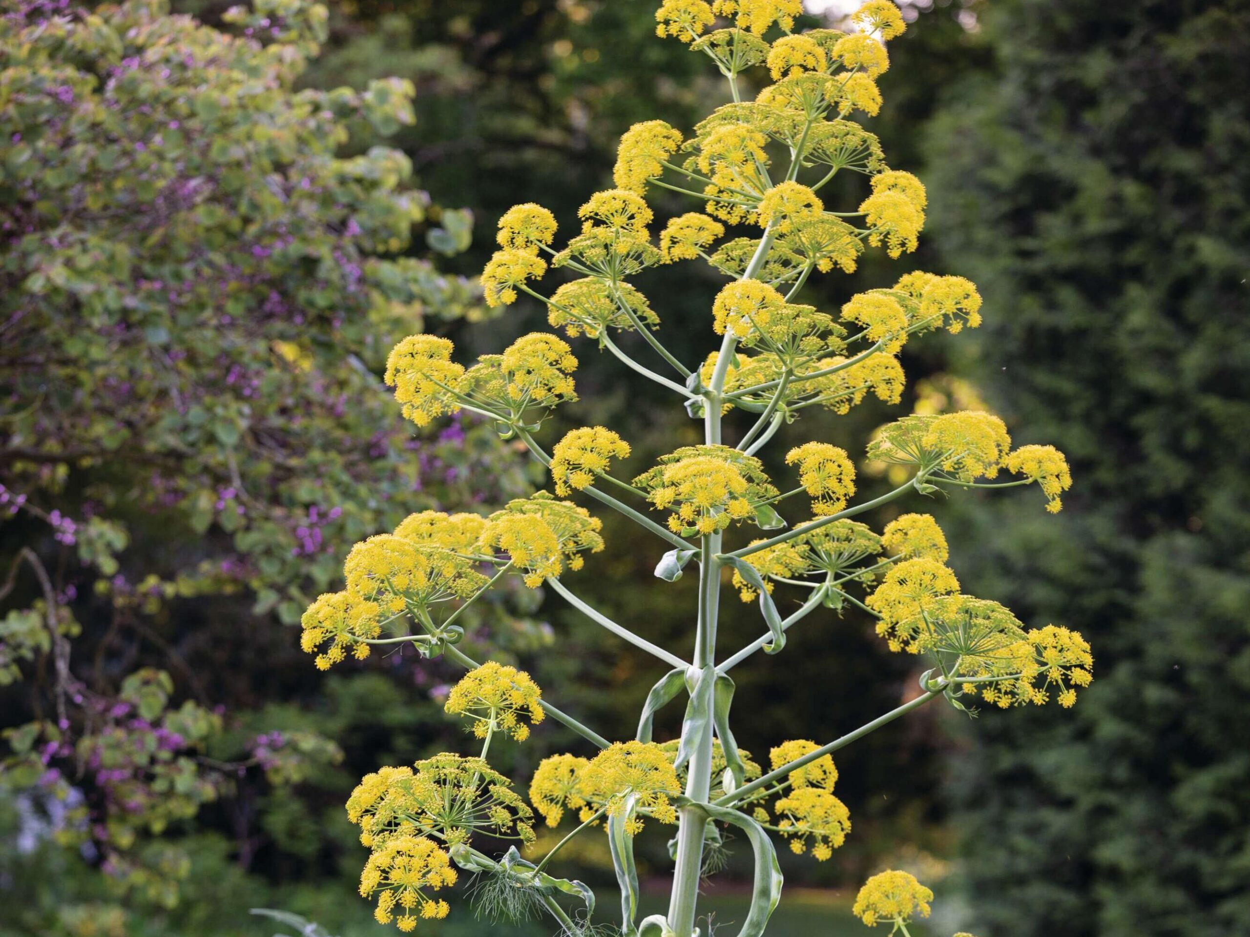 Ferula communis