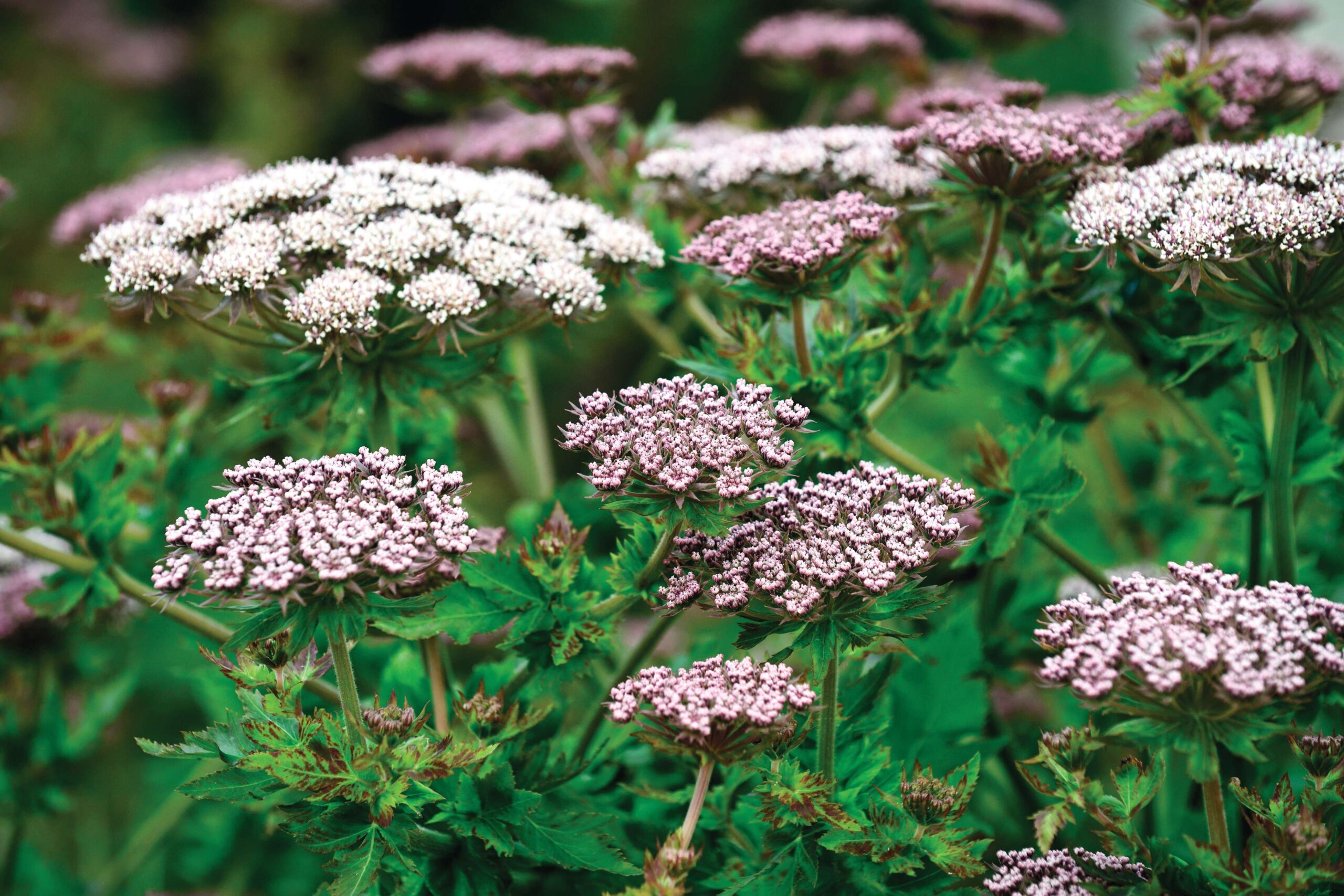 Melanoselinum decipiens