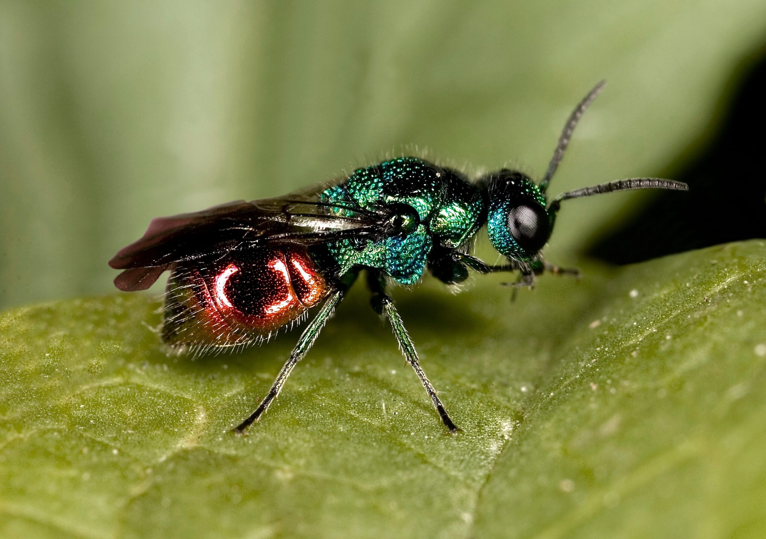 Ruby tailed wasp (Chrysis ignita)
