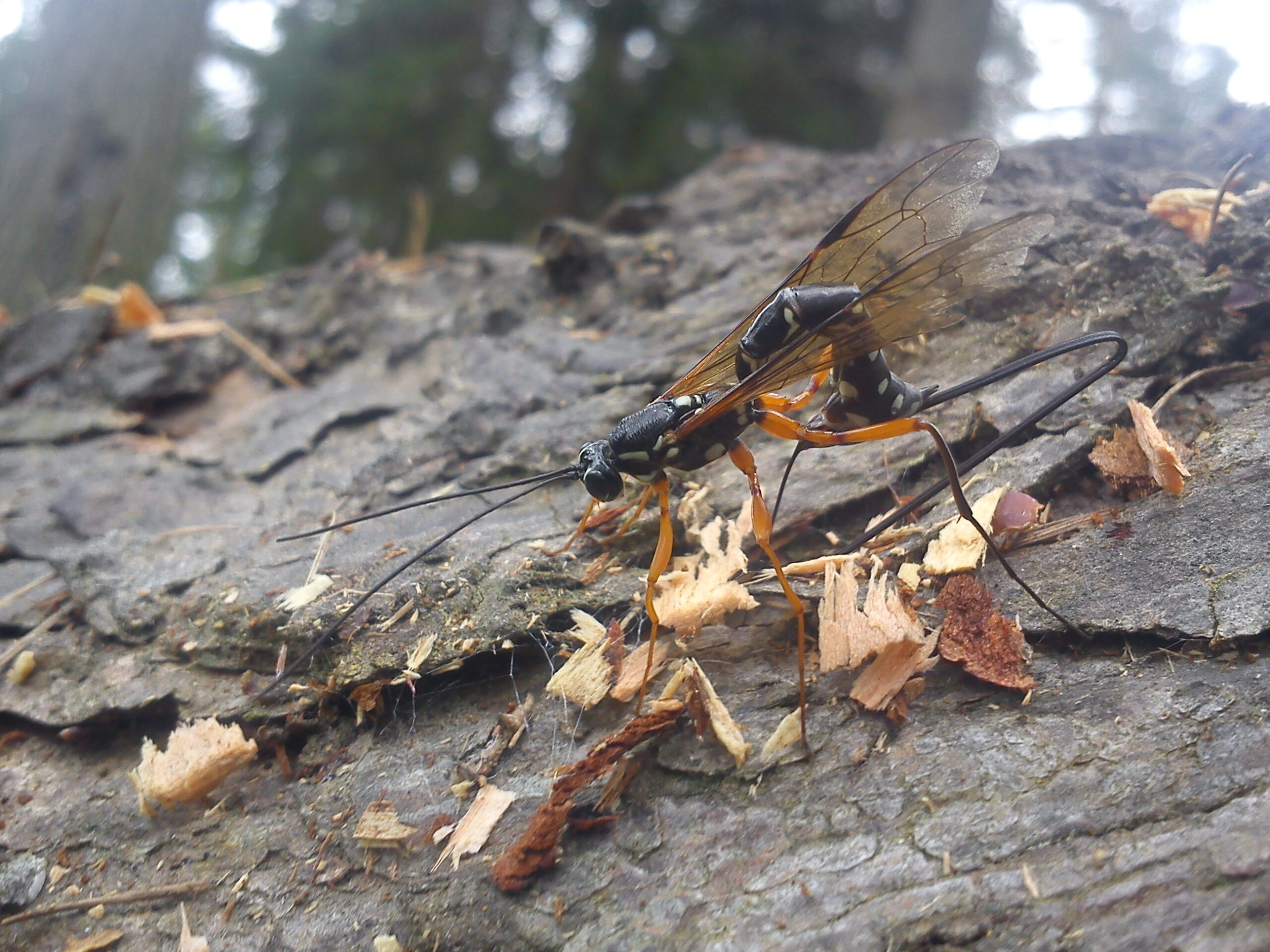 Ichneumonid wasp