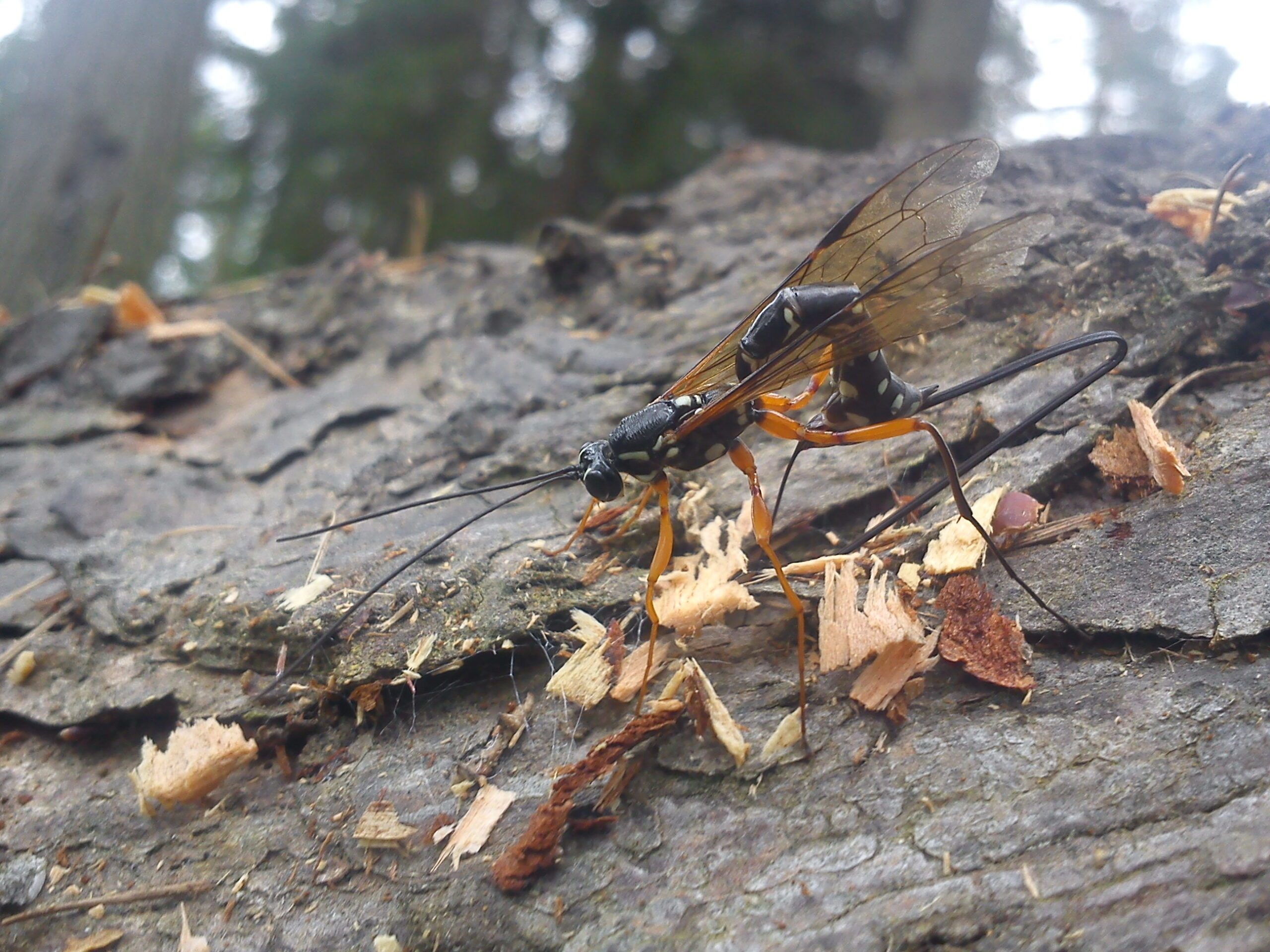 Ichneumonid wasp