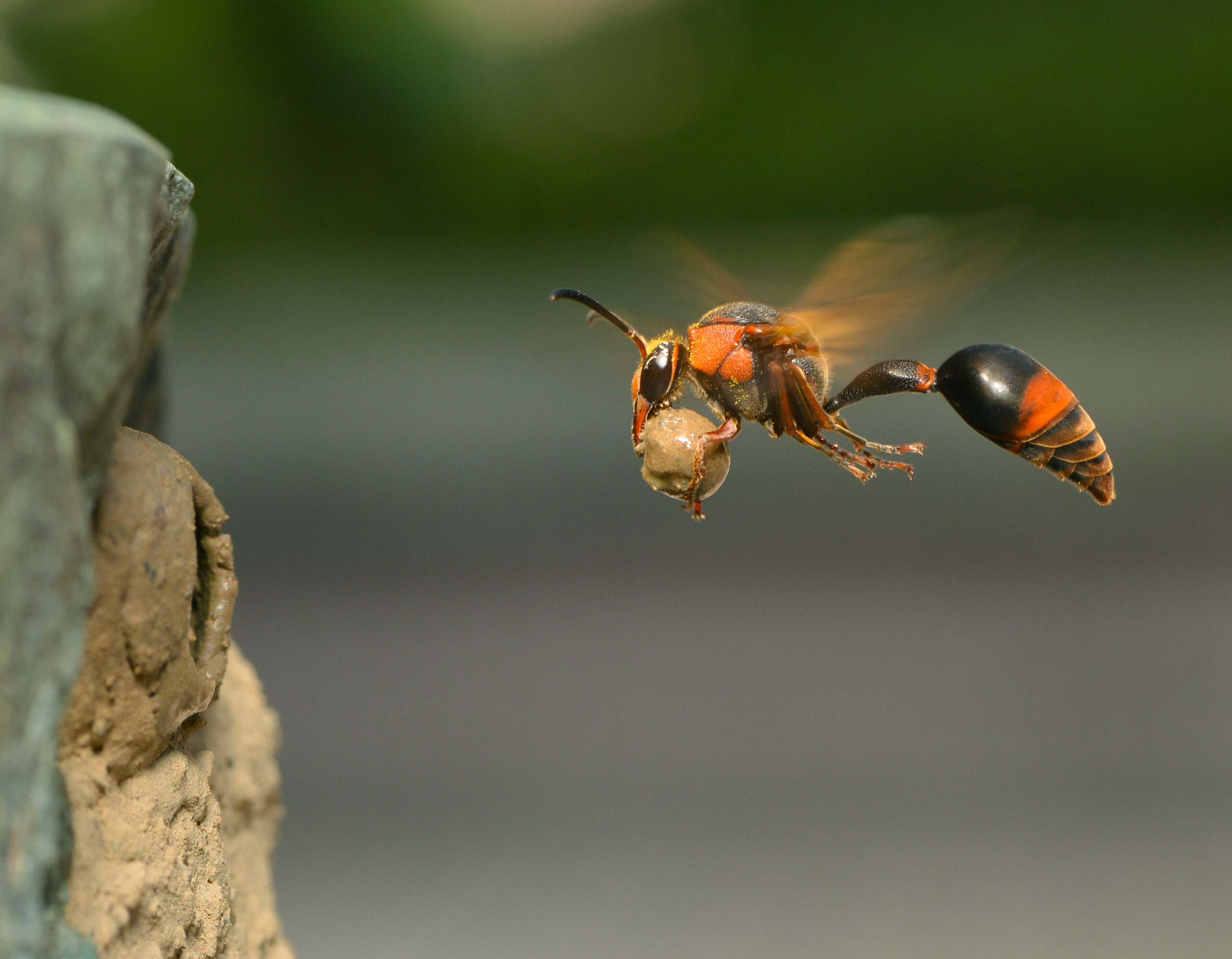 Potter wasp