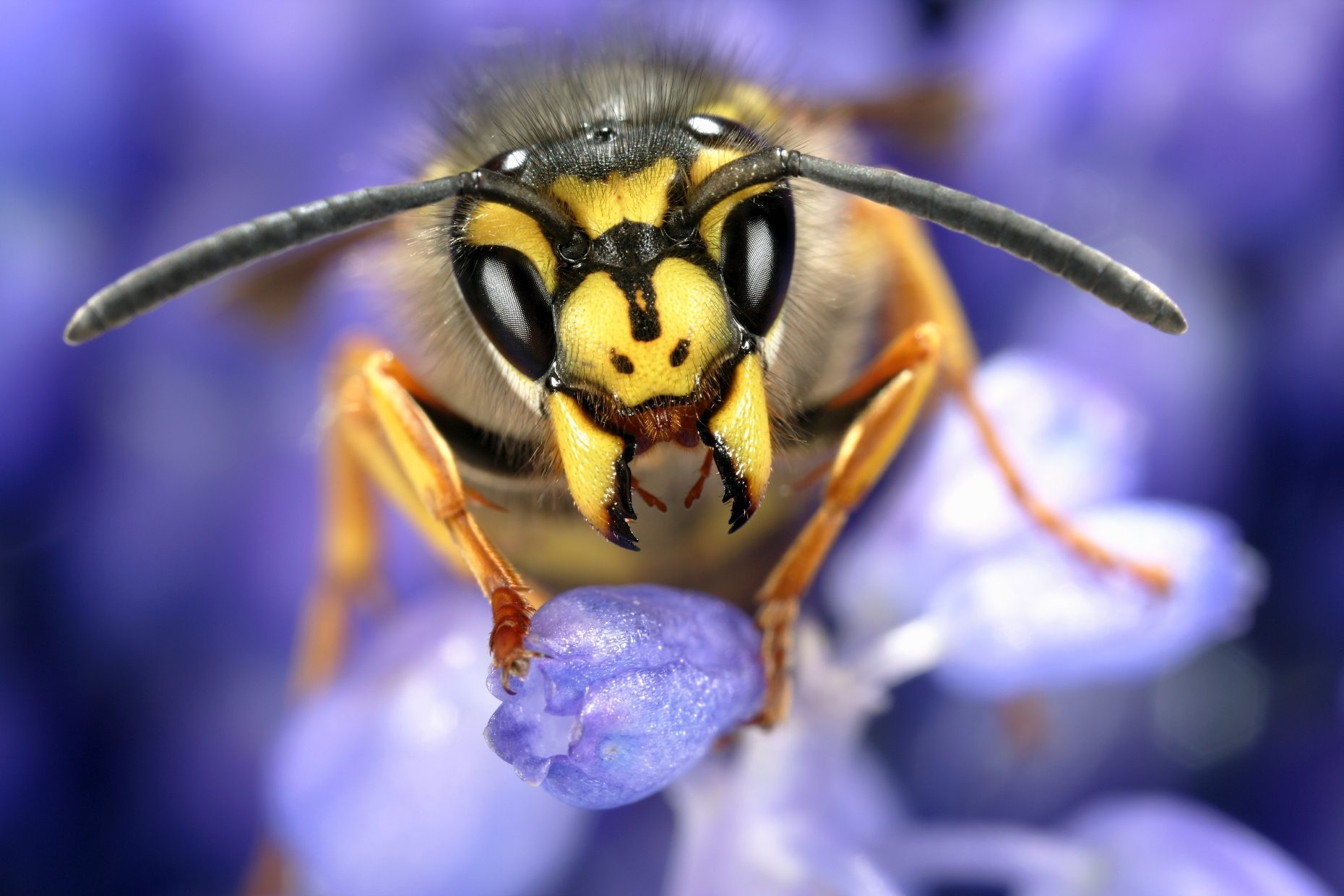 Queen common wasp on grape hyacinth