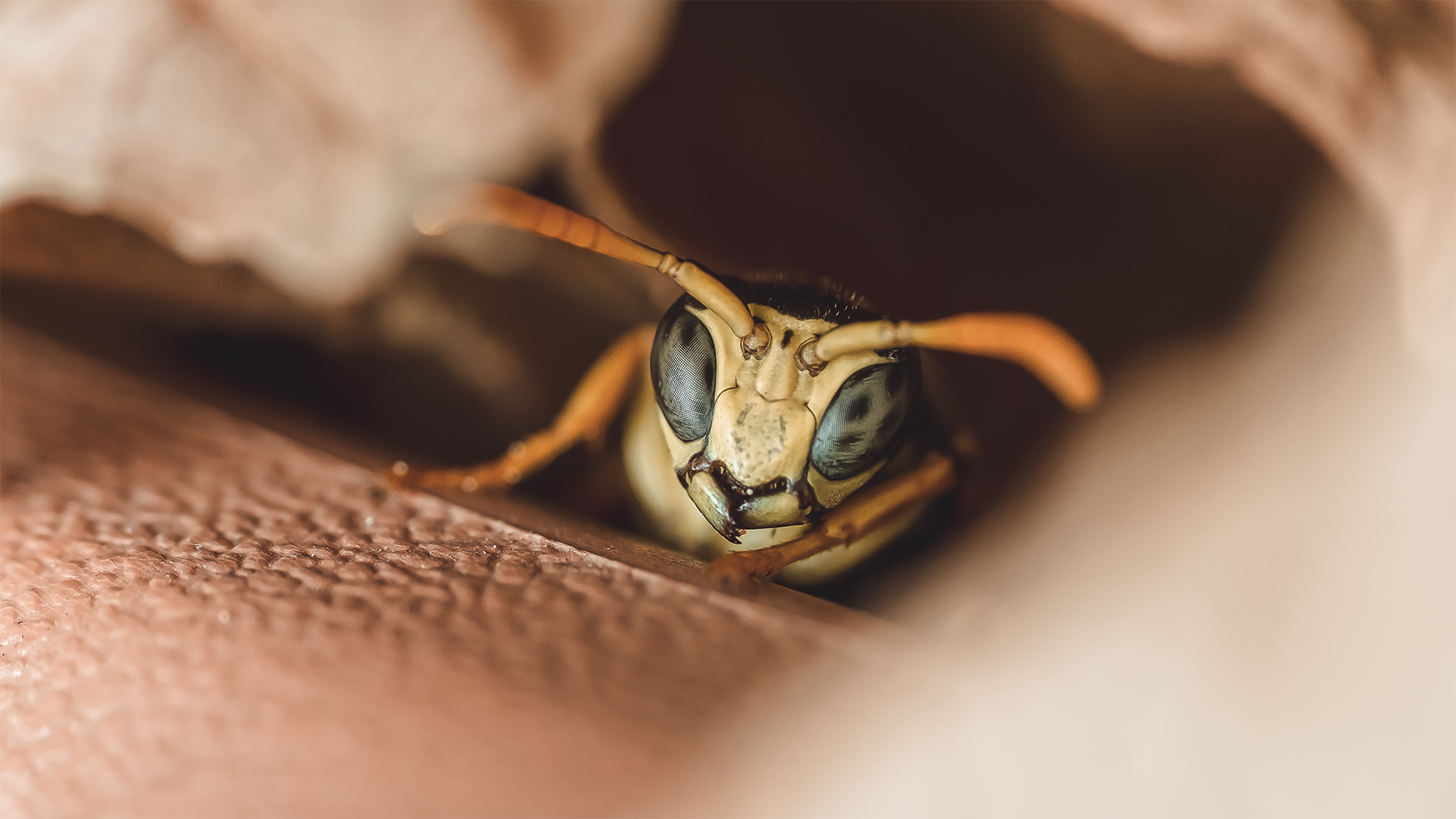 Euroepan Paper Wasp (Polistes dominula)