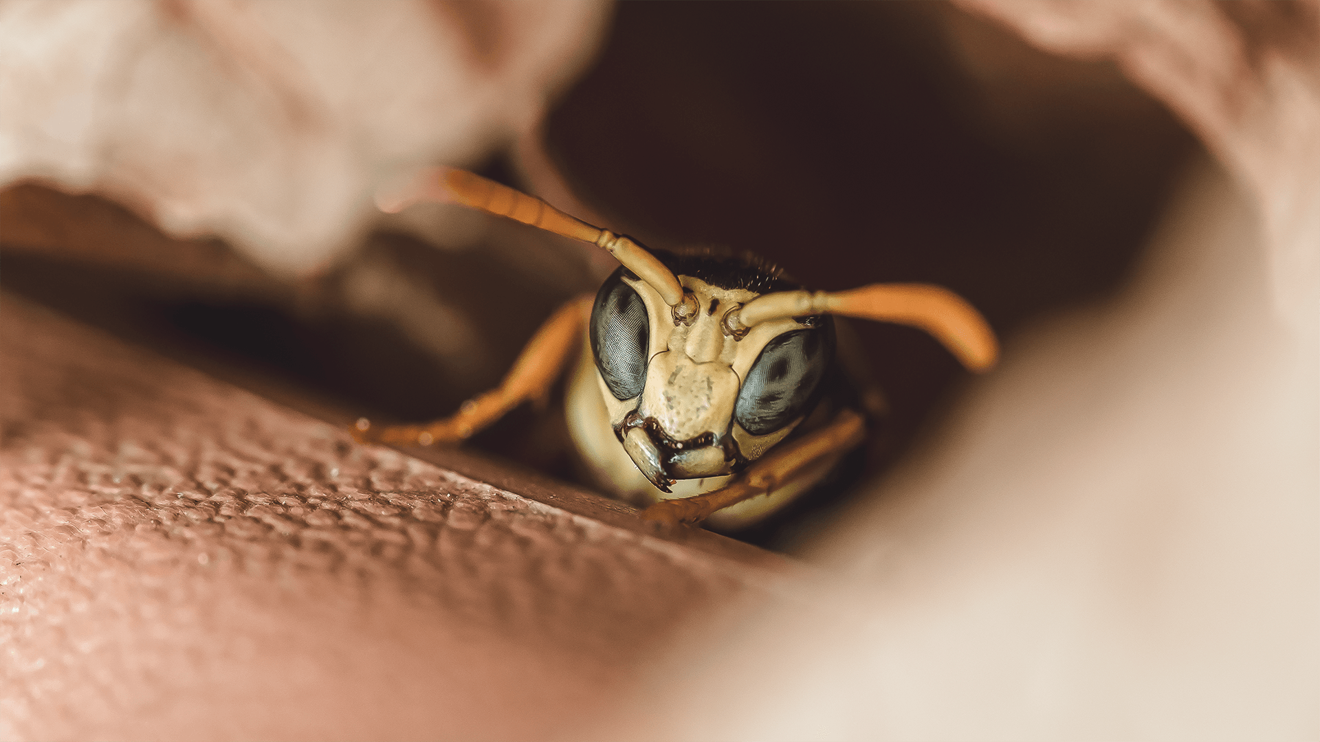 Euroepan Paper Wasp (Polistes dominula)
