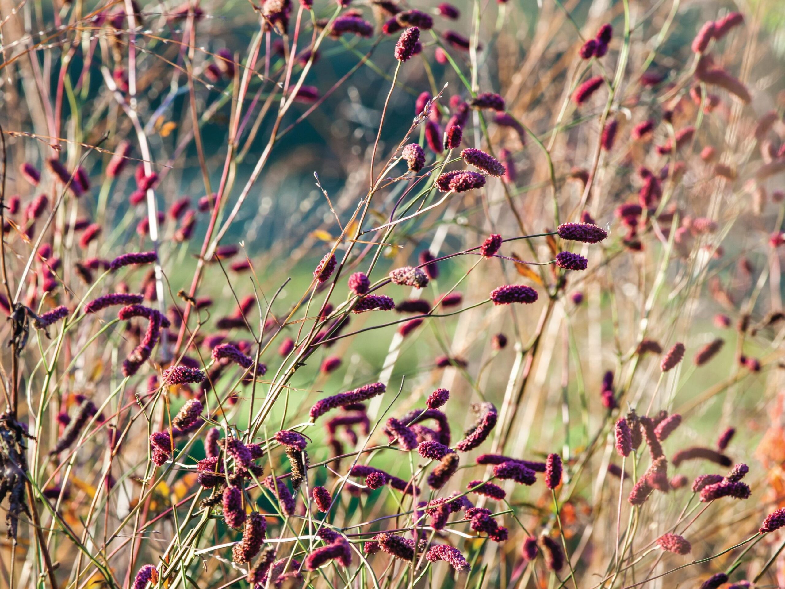 Sanguisorba ‘Scapino’