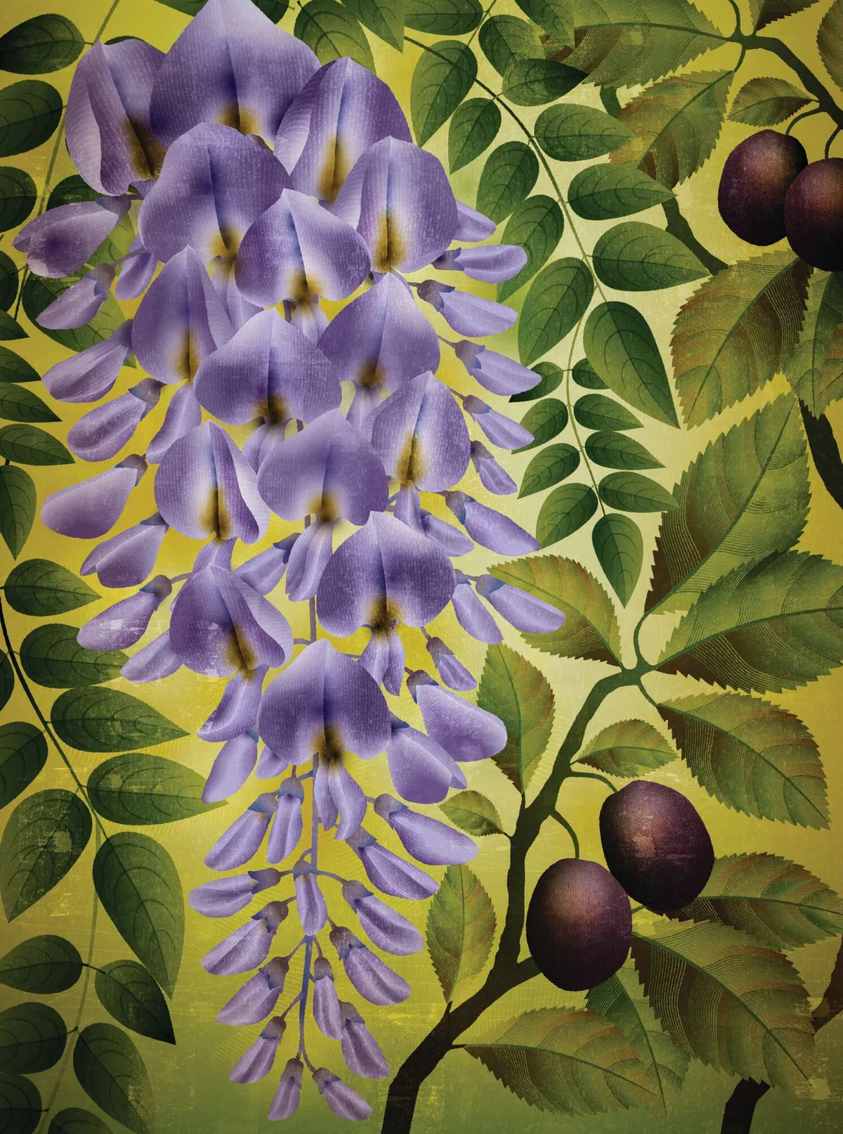Illustration of wisteria Illustration of wisteria