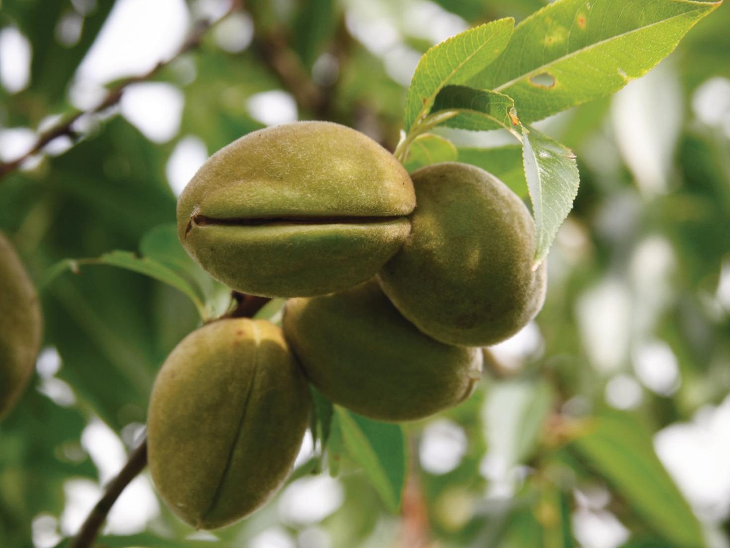 Prunus x hybrida ‘Ingrid’. nut tree