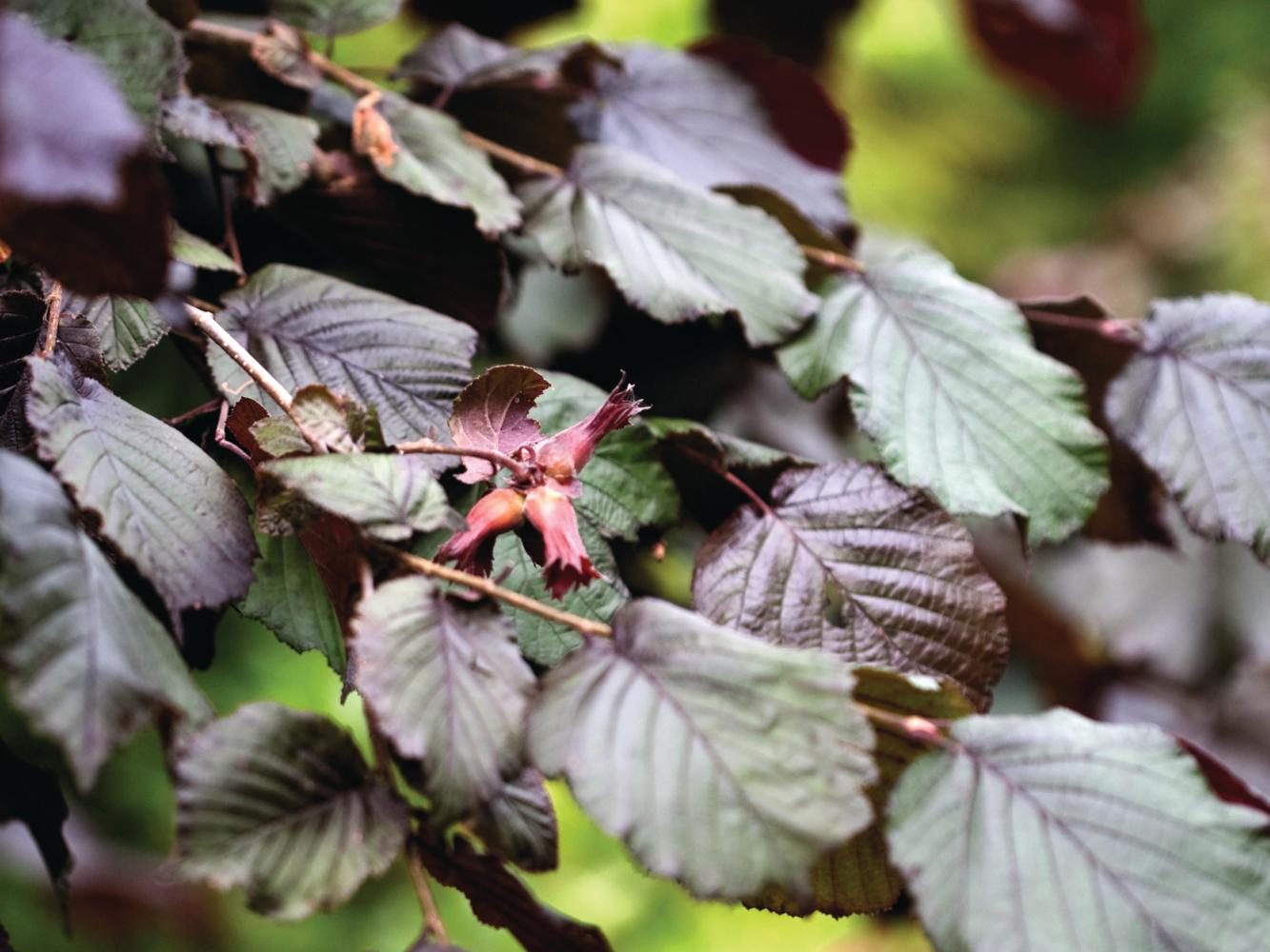 Corylus maxima ‘Purpurea’ nut tree