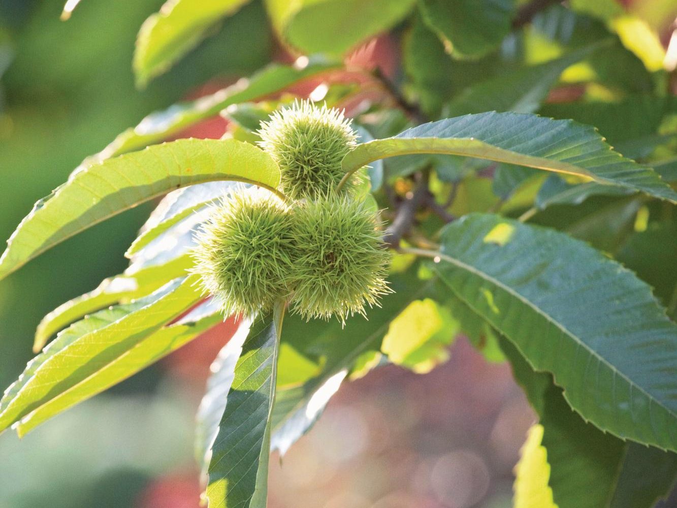 Castanea sativa nut tree