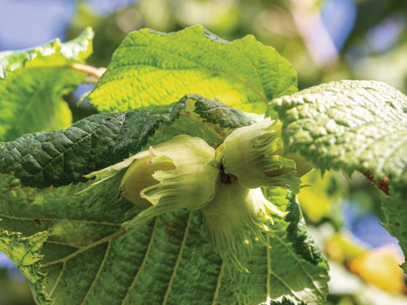 Corylus avellana ‘Webb’s Prize Cob’ nut tree
