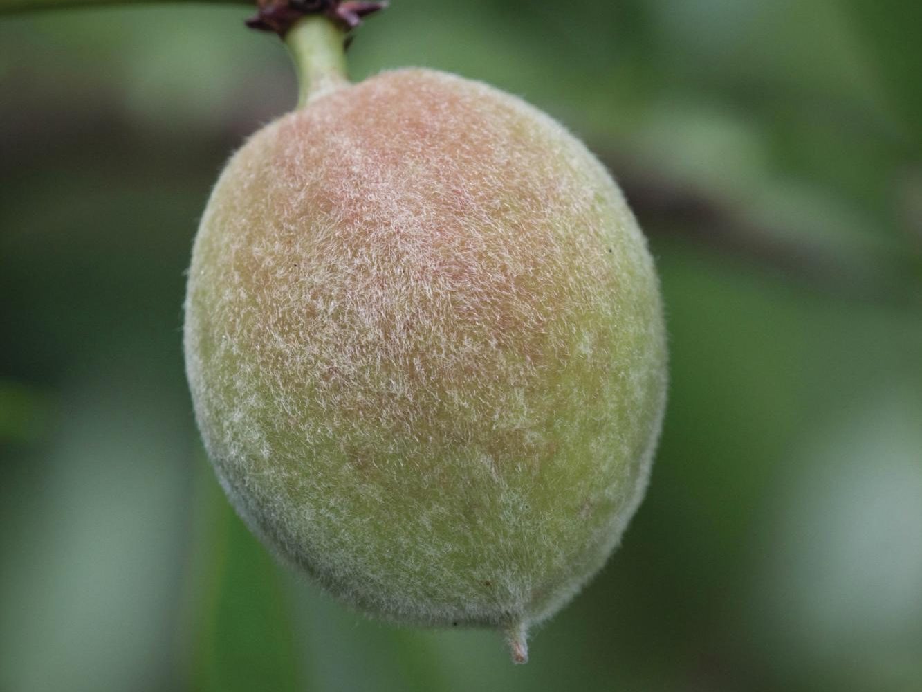 Prunus x hybrida ‘Robijn’ nut tree