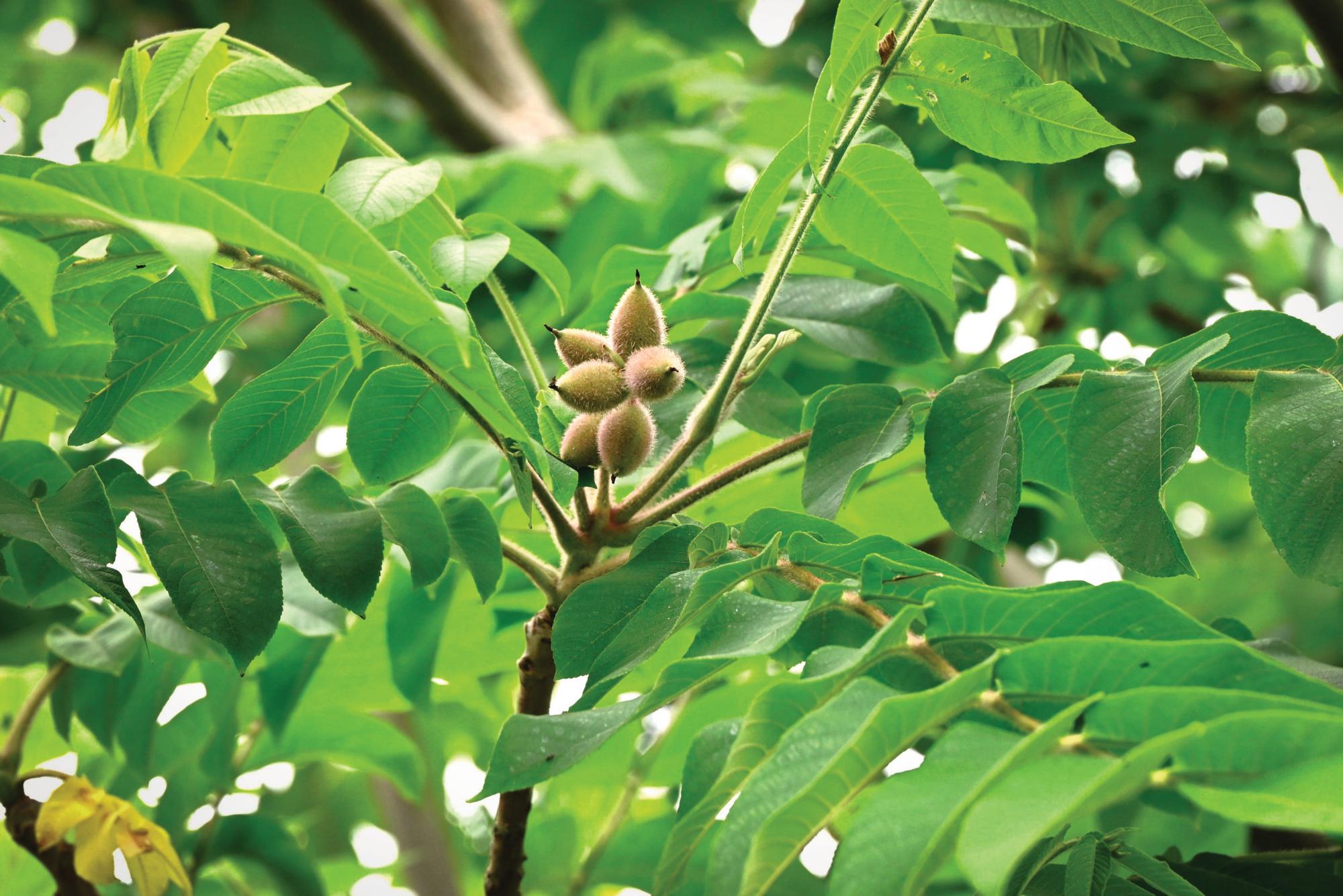 Juglans ailantifolia nut tree