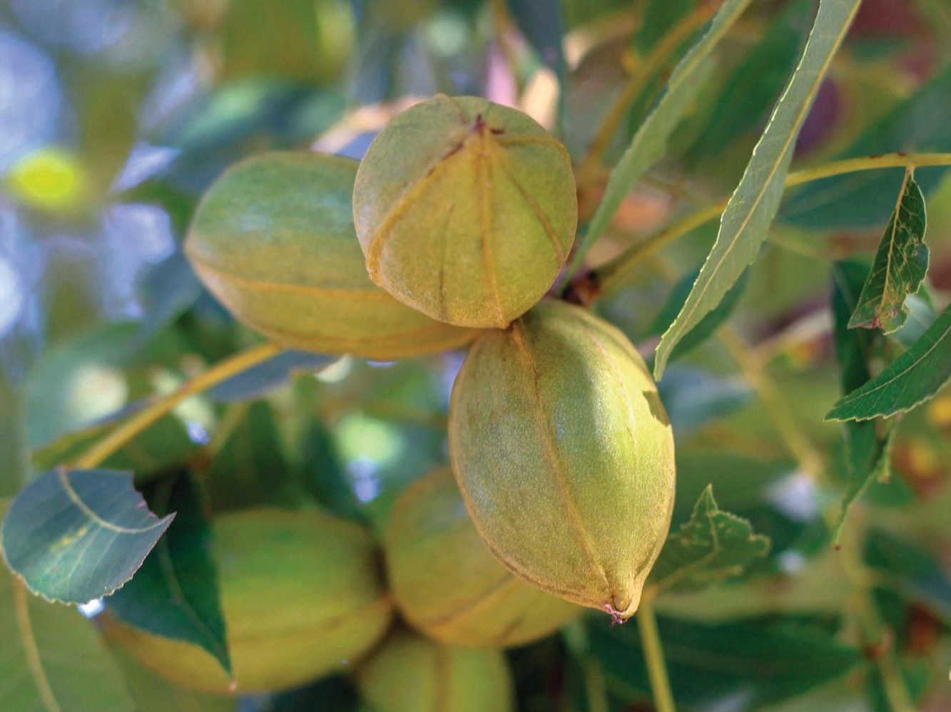 Carya illinoinensis nut tree