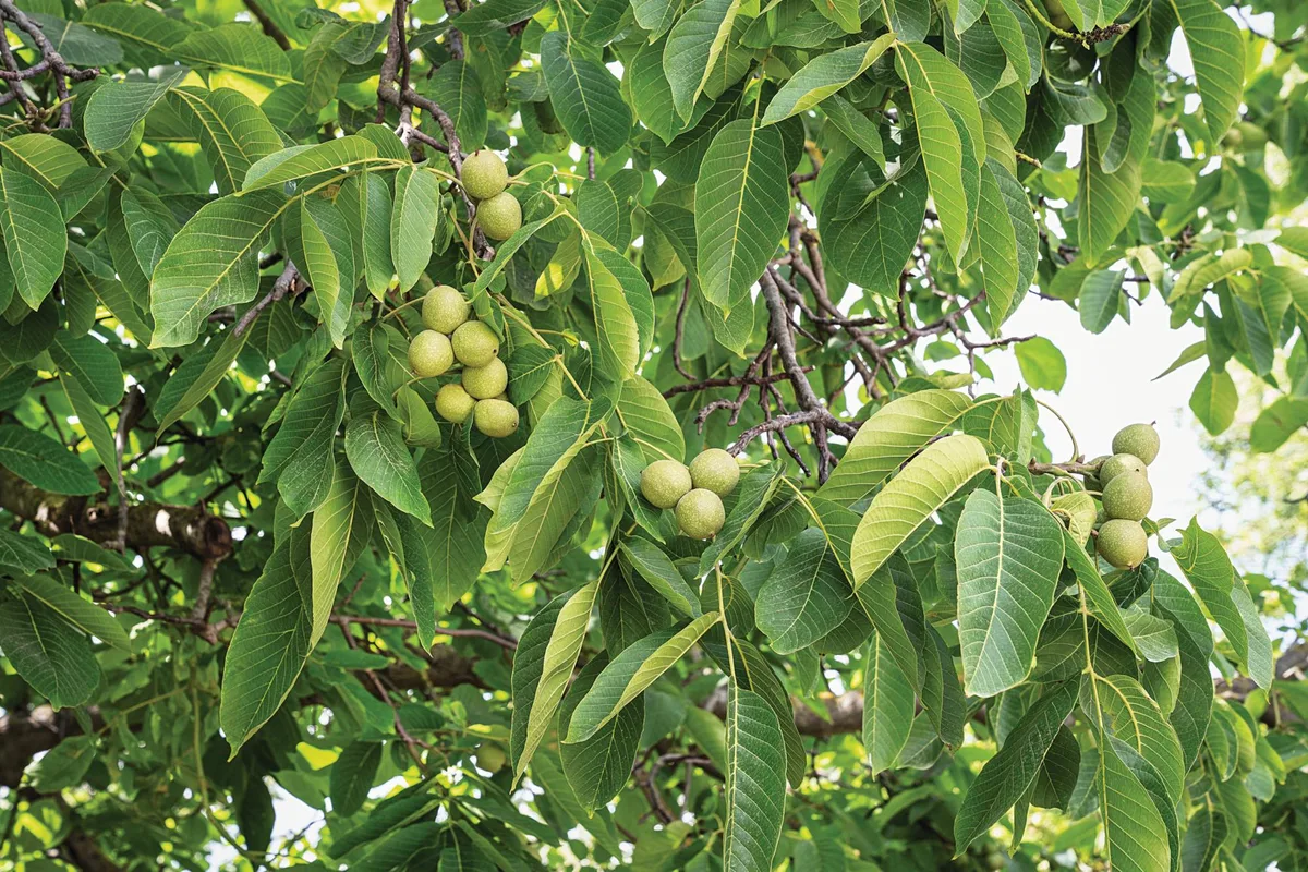 Juglans regia nut tree Juglans regia nut tree