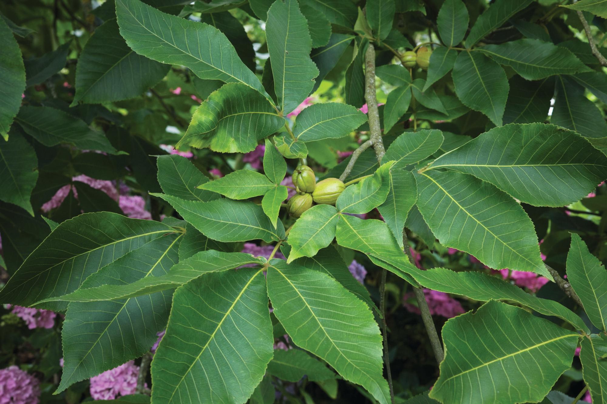 Carya ovata nut tree