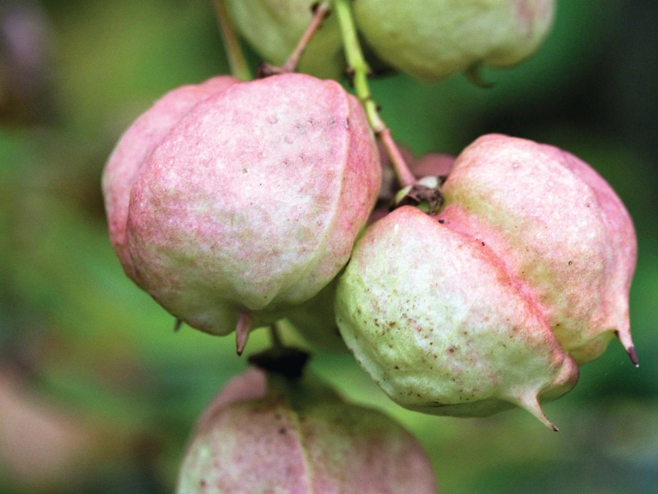 Staphylea pinnata nut tree