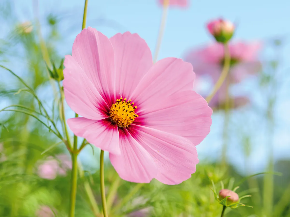 Cosmos bipinnatus 'Versailles Dark Rose' Cosmos bipinnatus 'Versailles Dark Rose'