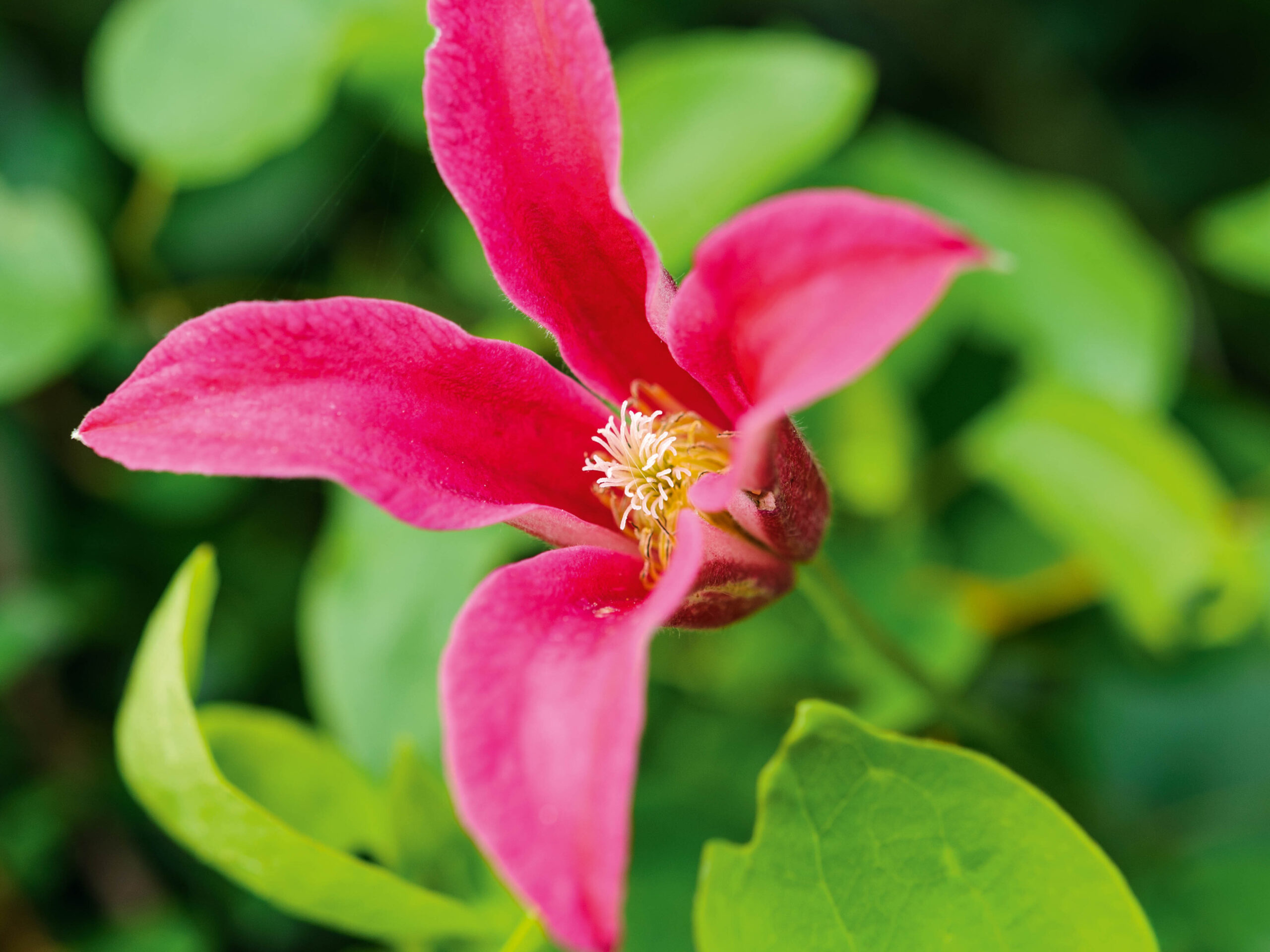 Clematis 'Princess Diana'