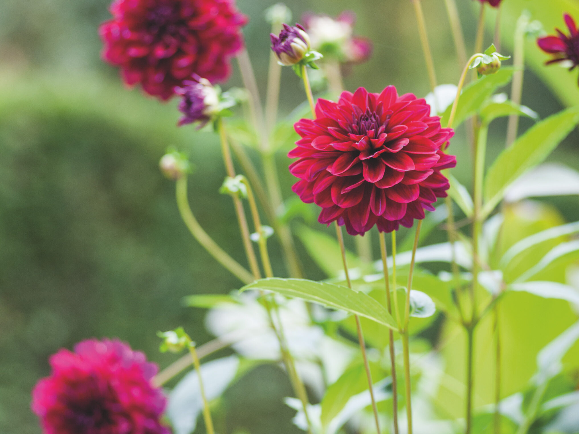 Dahlia 'Karma Naomi'