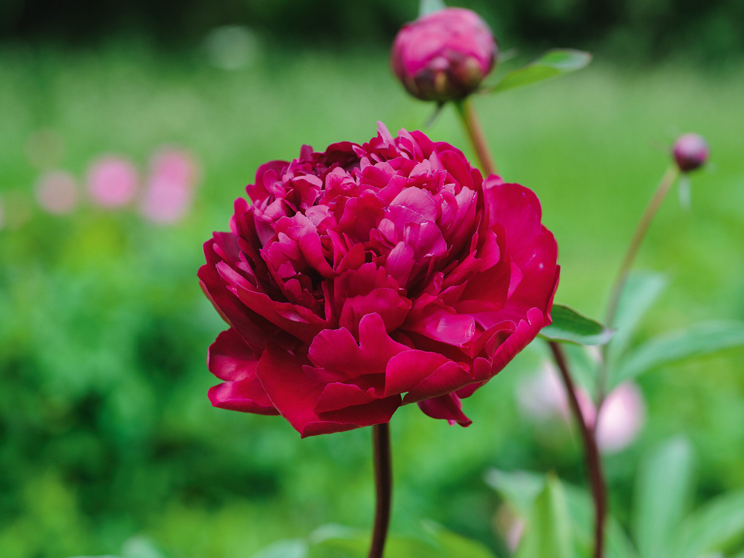 Paeonia lactiflora 'Karl Rosenfield'
