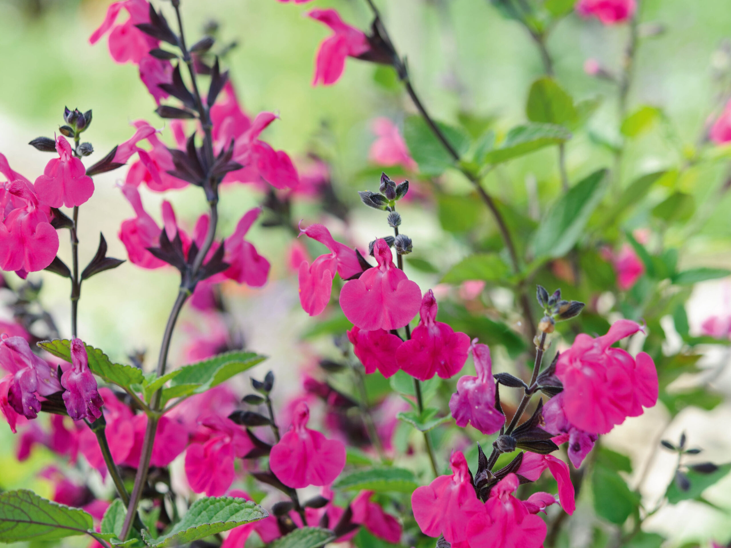 Salvia microphylla 'Cerro Potosi'