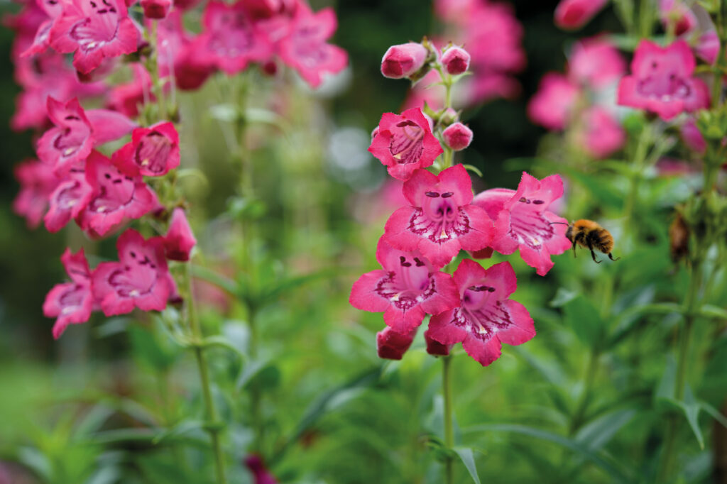 Penstemon 'Blueberry Taffy'