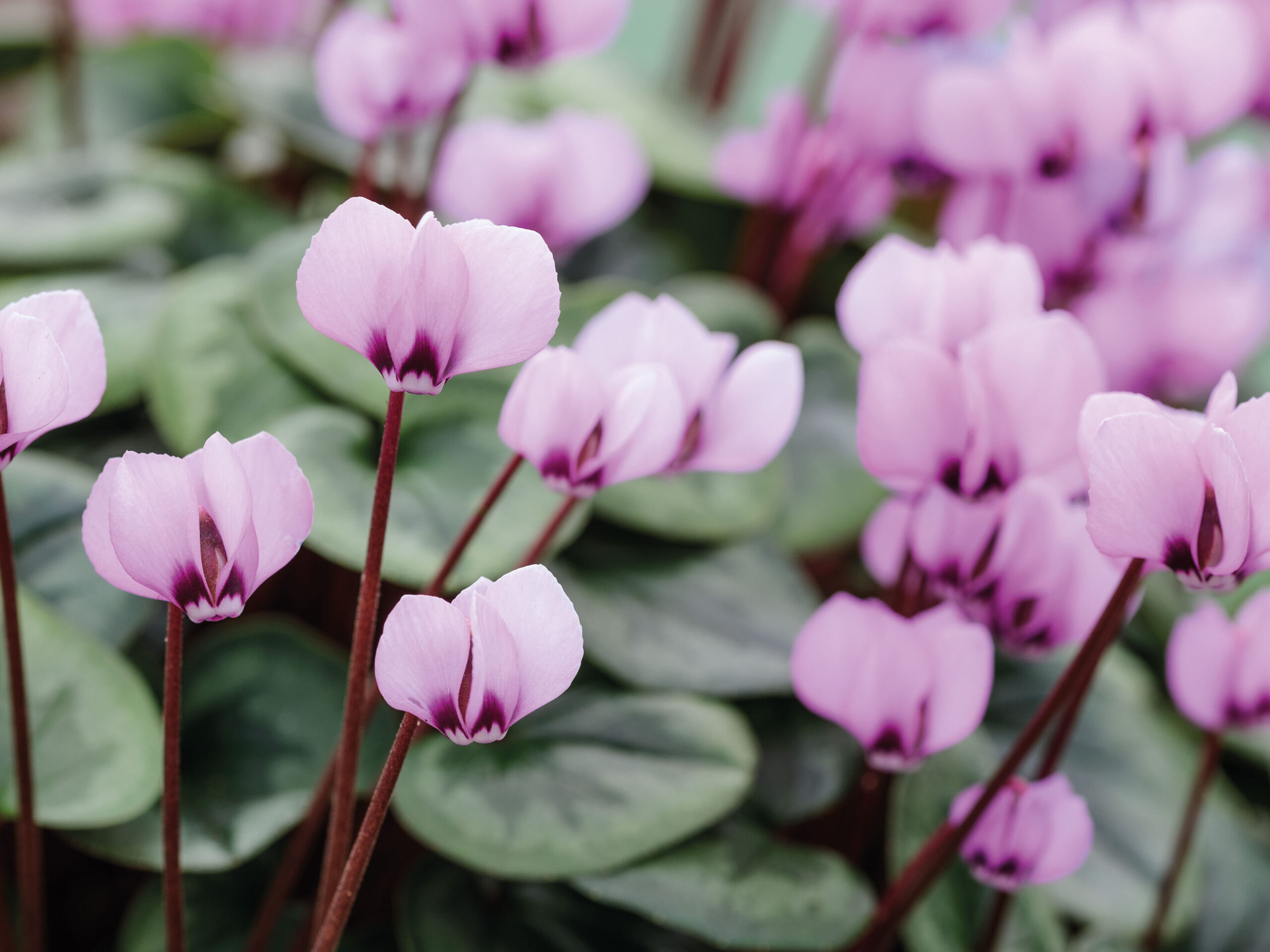 Cyclamen coum Roseum