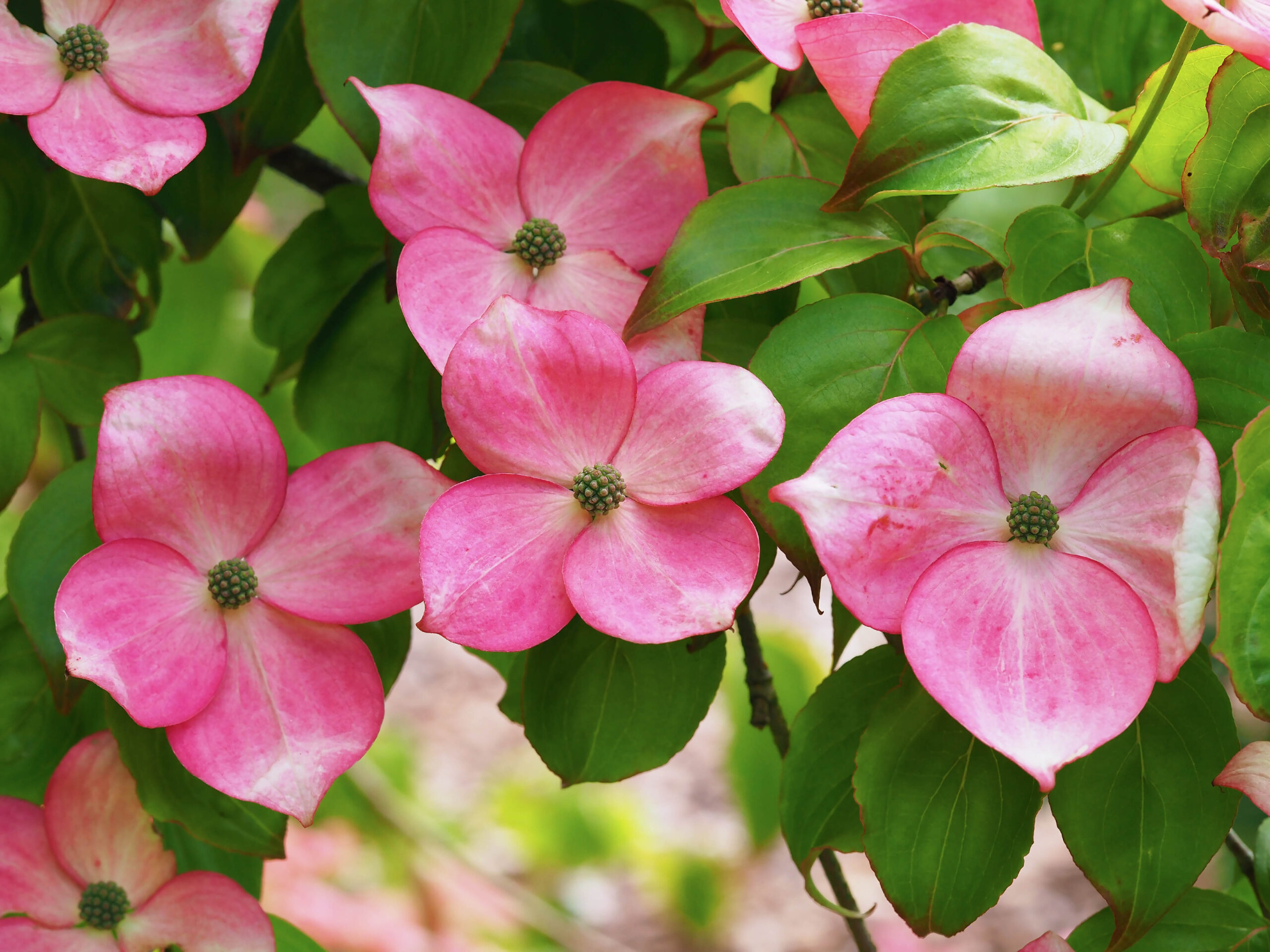 Cornus kousa 'Miss Satomi'