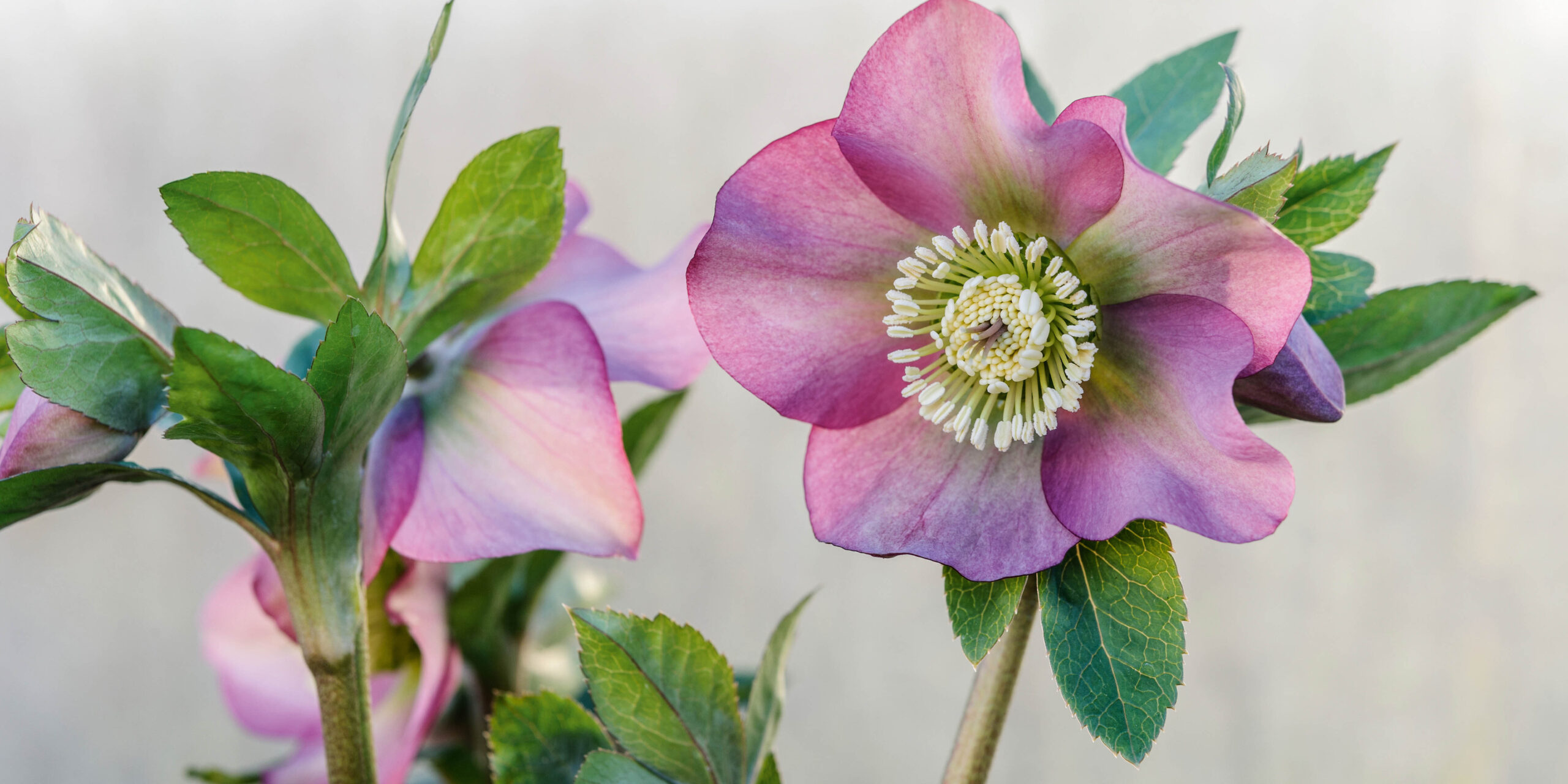 Helleborus orientalis subsp. abchasicus