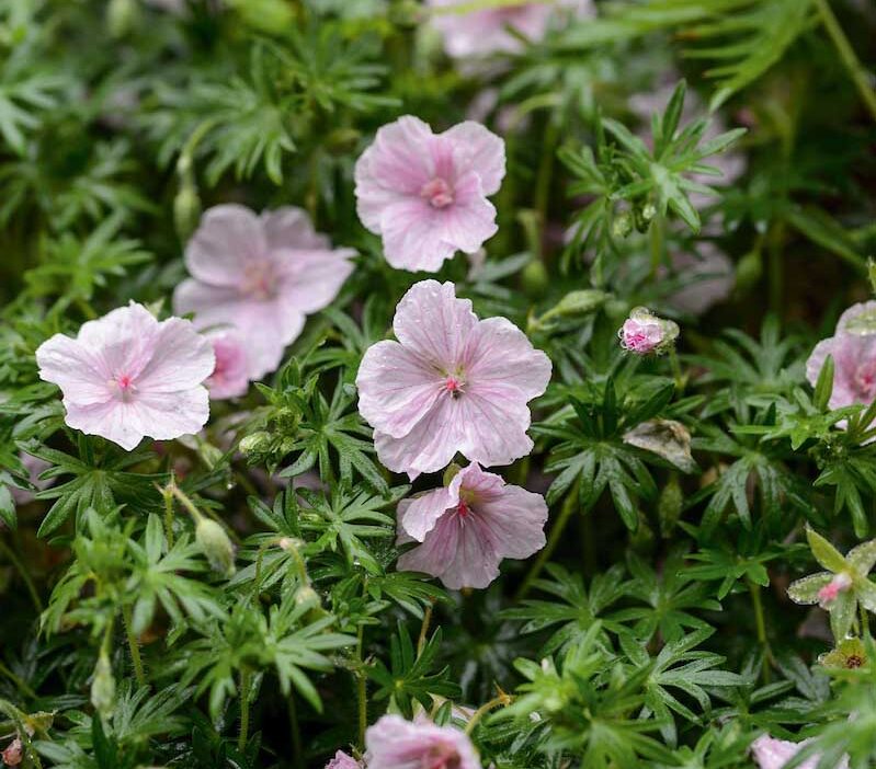Geranium sanguineum var. striatum