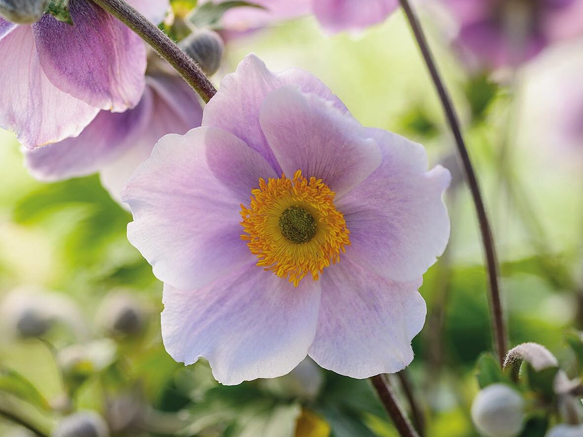 Anemone 'Blushing Swan'