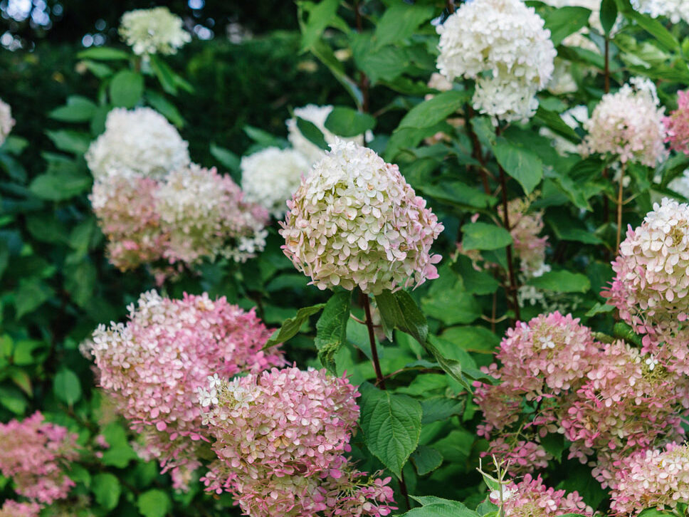 Hydrangea paniculata