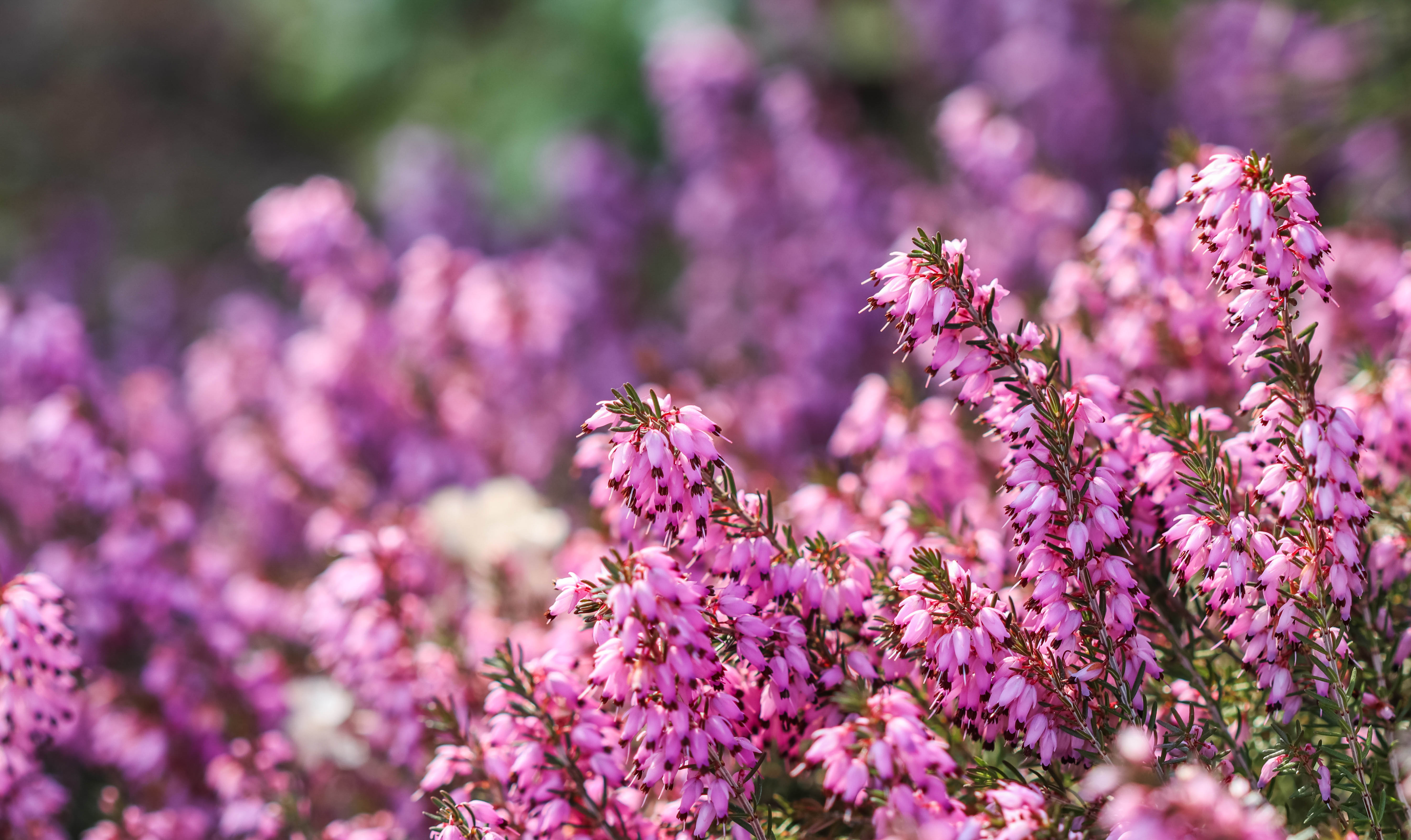 Erica carnea