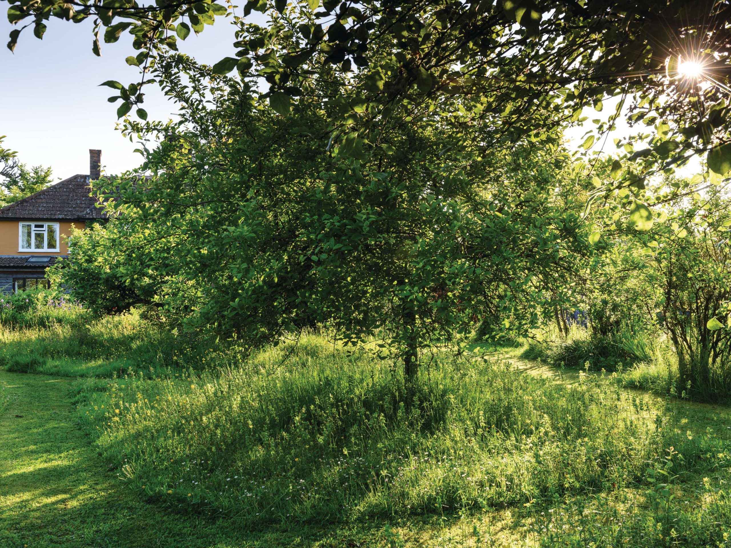 Garden with lawn and trees